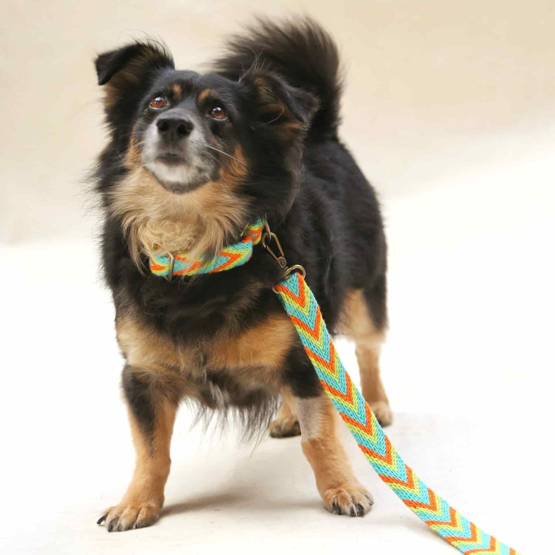 Claro Set - Collar & Leash - miniatura 3