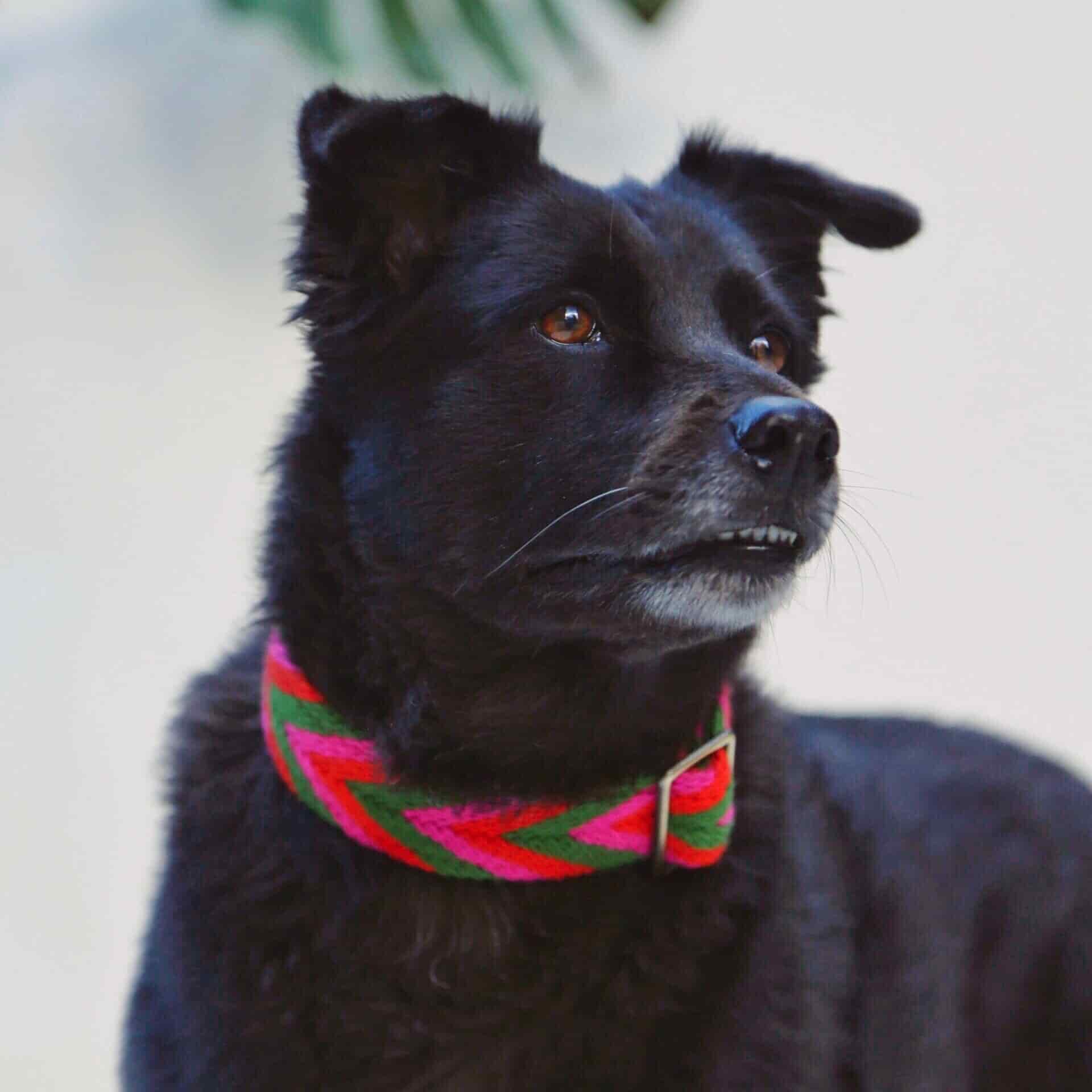 Rojo Collar - miniatura 1