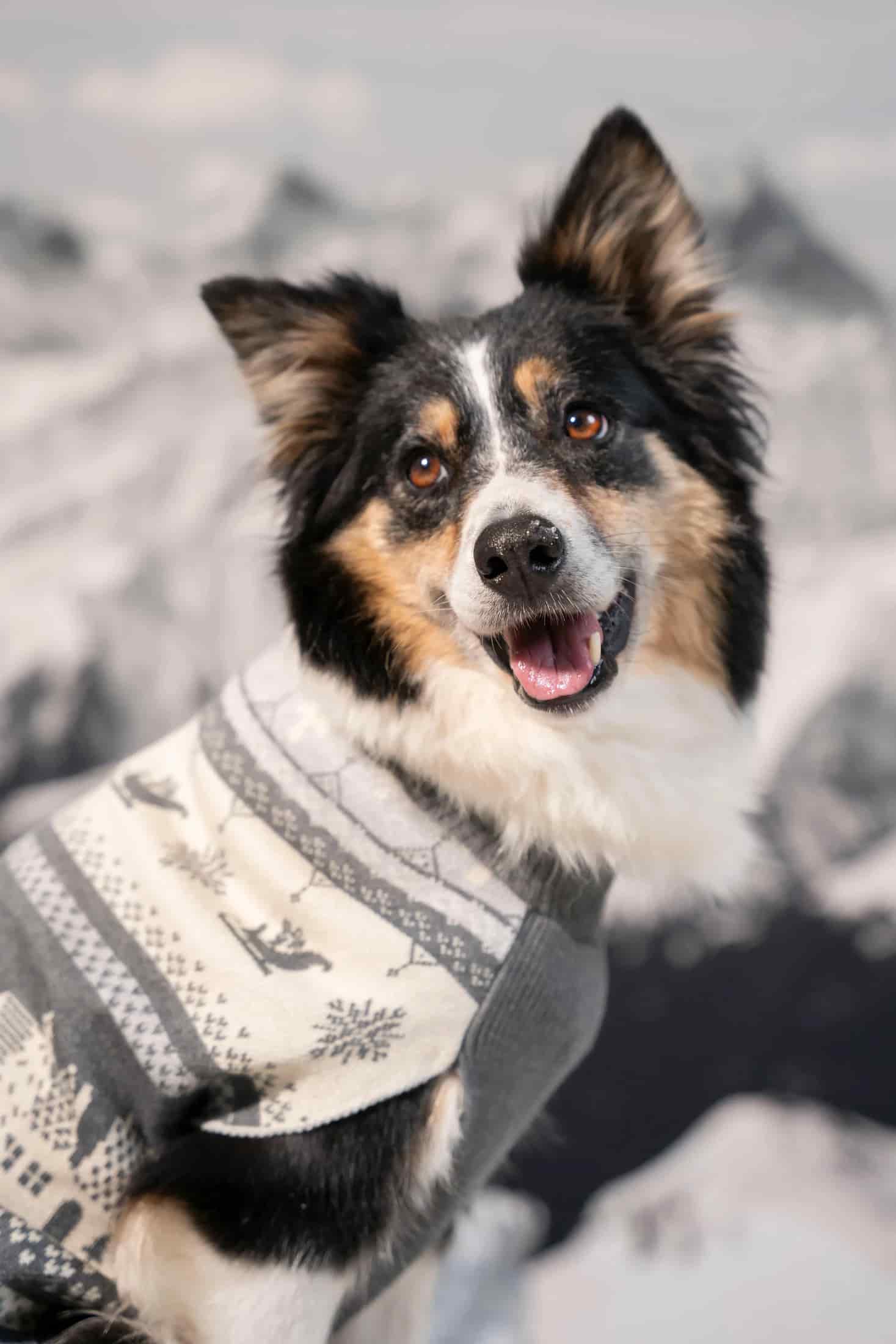 Not So Ugly Sweater Perros Gris - miniatura 3