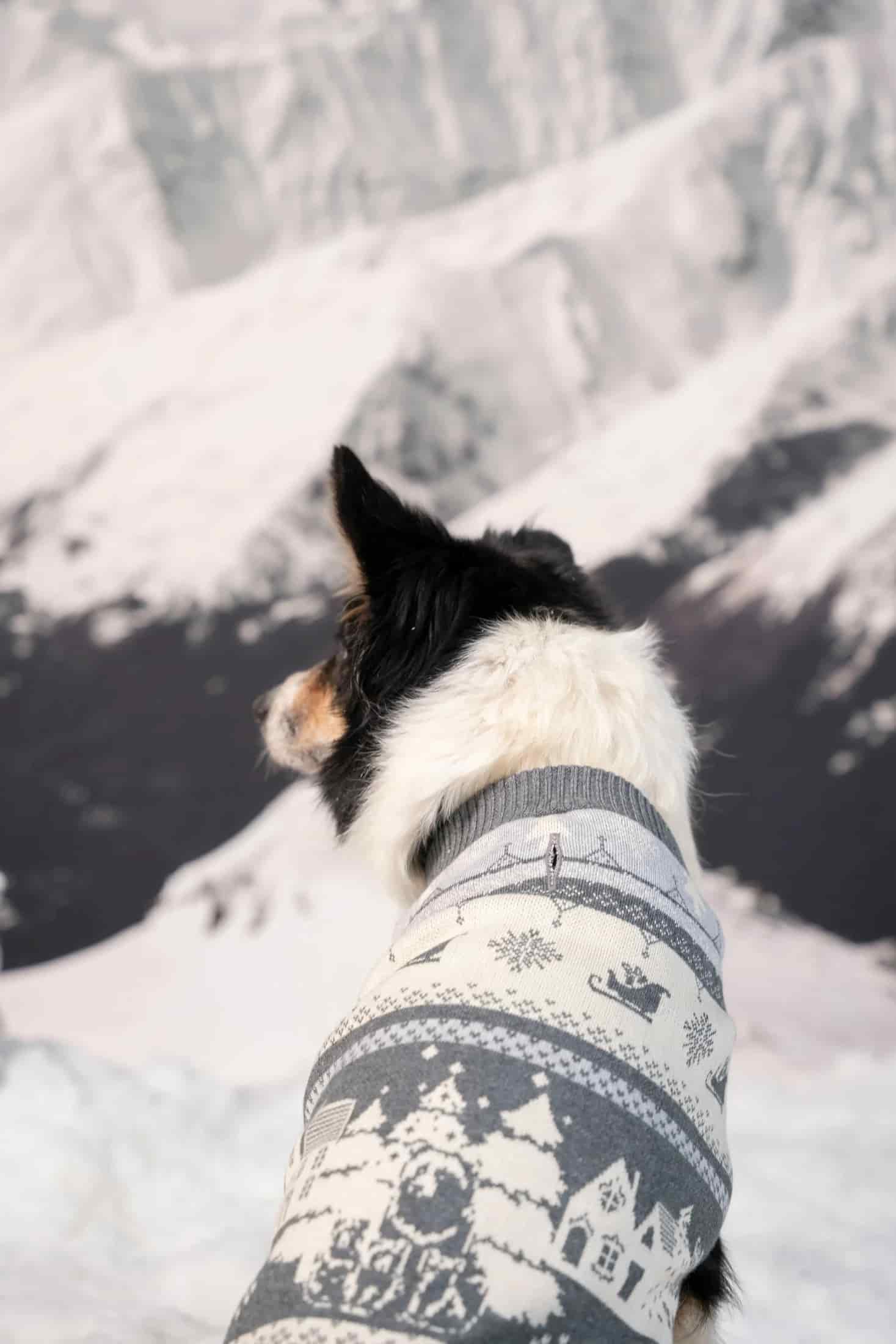 Not So Ugly Sweater Perros Gris - miniatura 2
