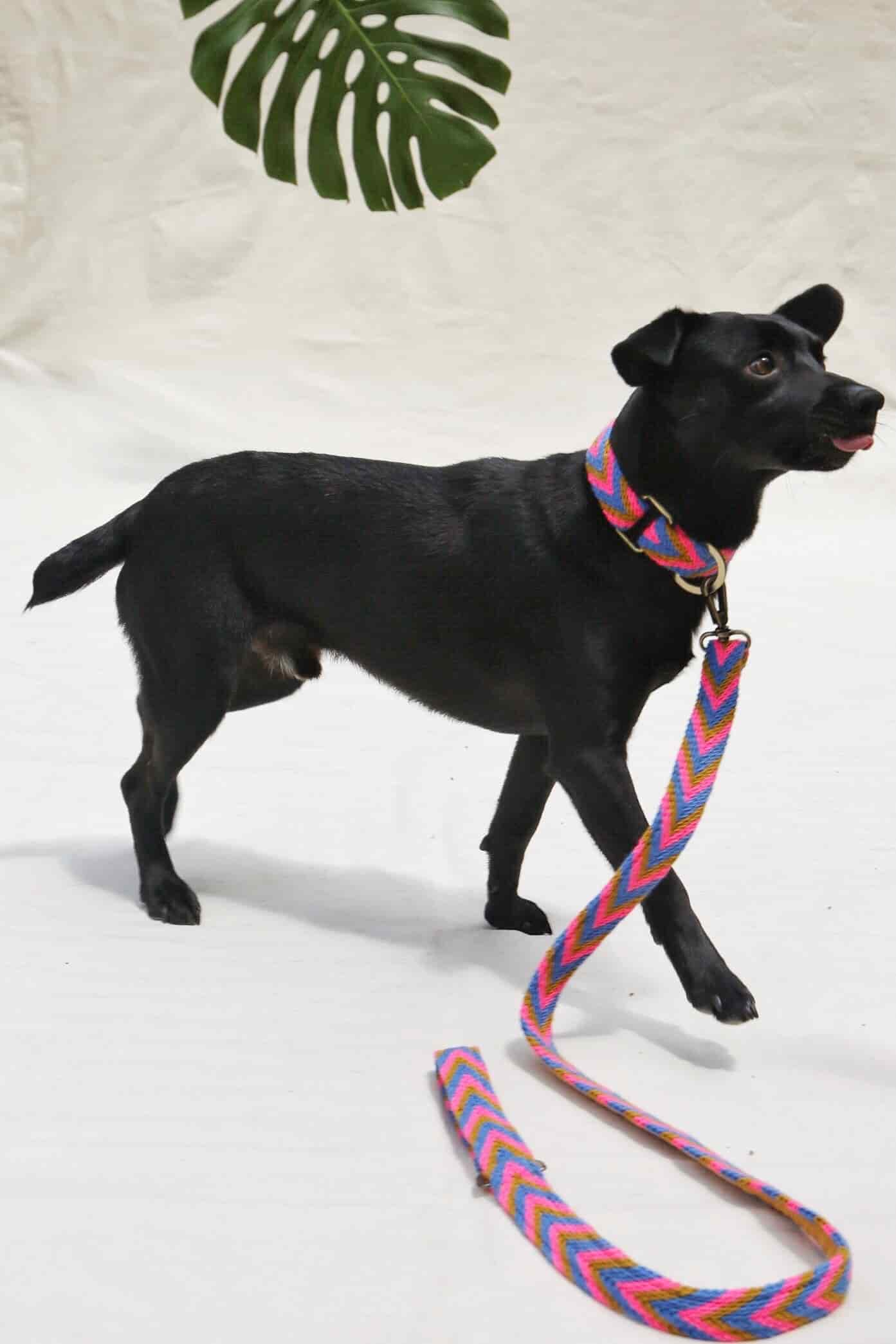 Mostaza Leash - miniatura 1