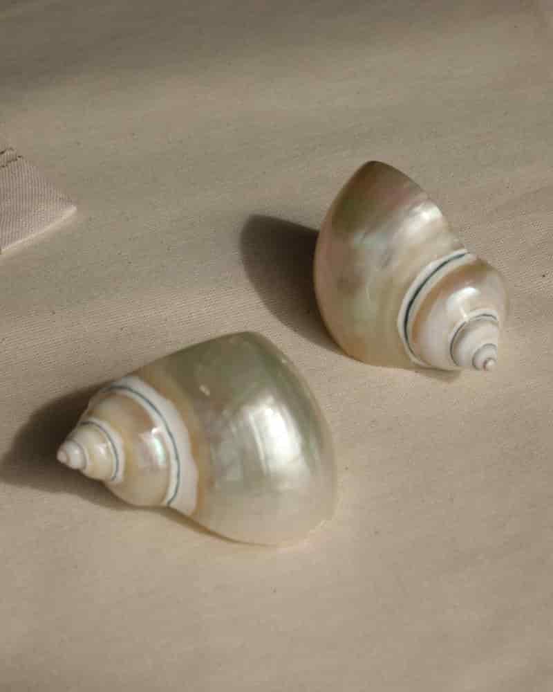 SET X2 - SHELL NAPKIN RING - miniatura 3