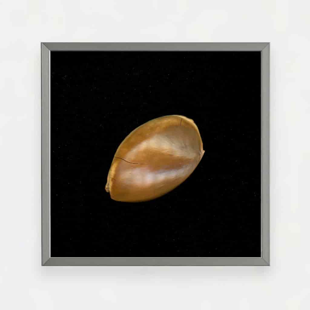 SAPOTE SEED - miniatura 1