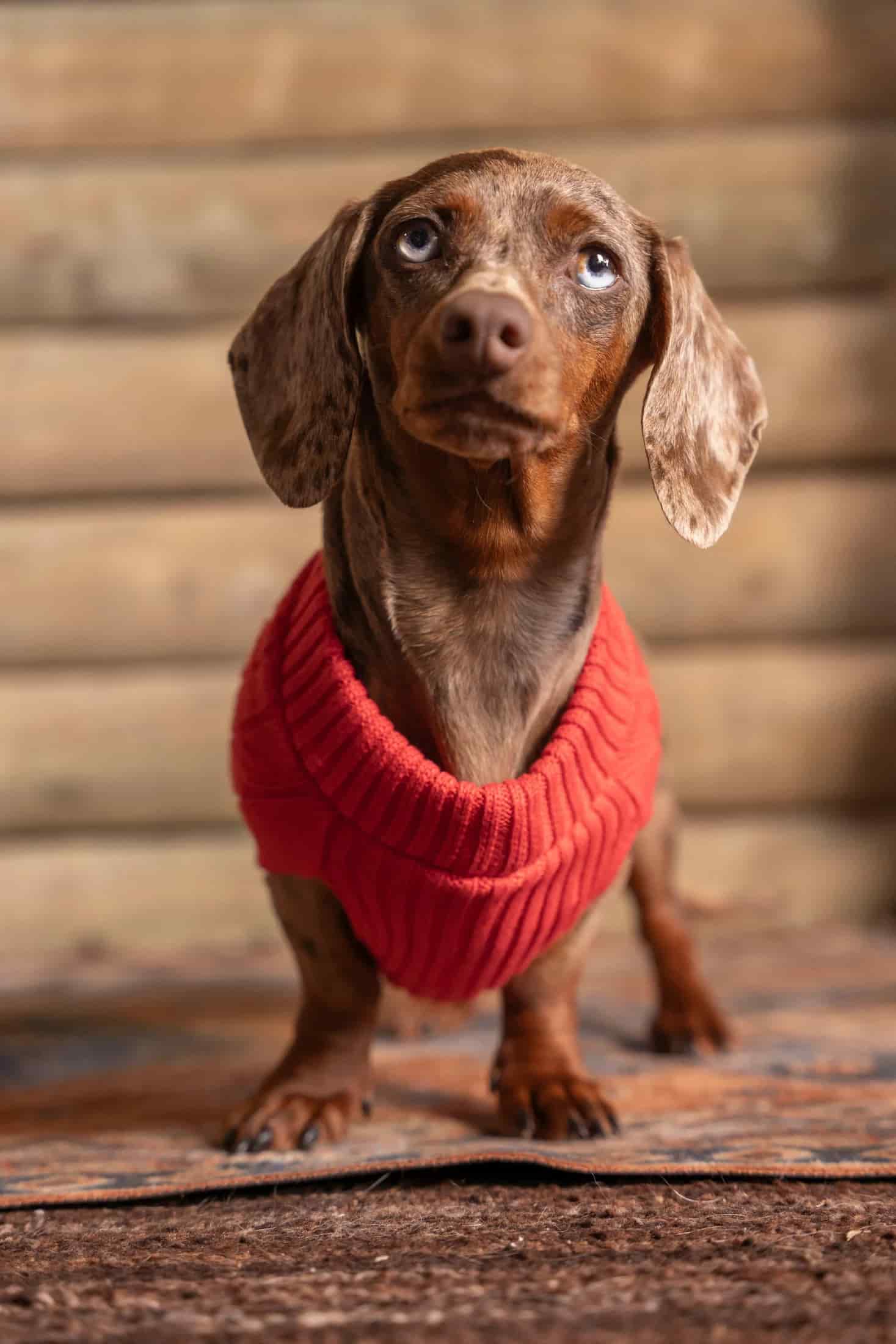 Suéter Perros Rojo - miniatura 3