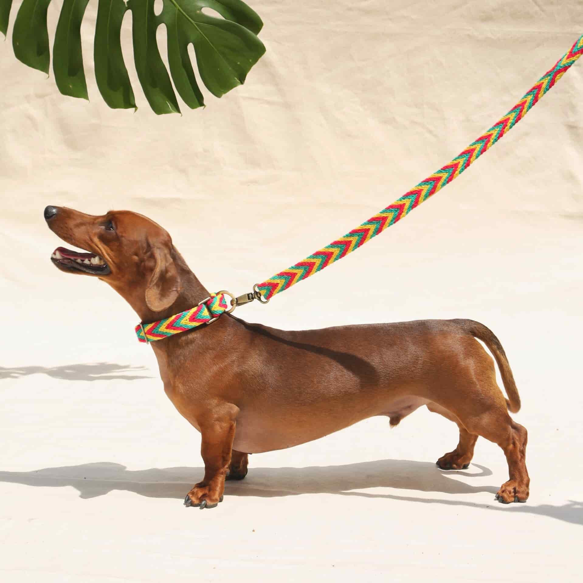 Amarillo Set - Collar & Leash - miniatura 2