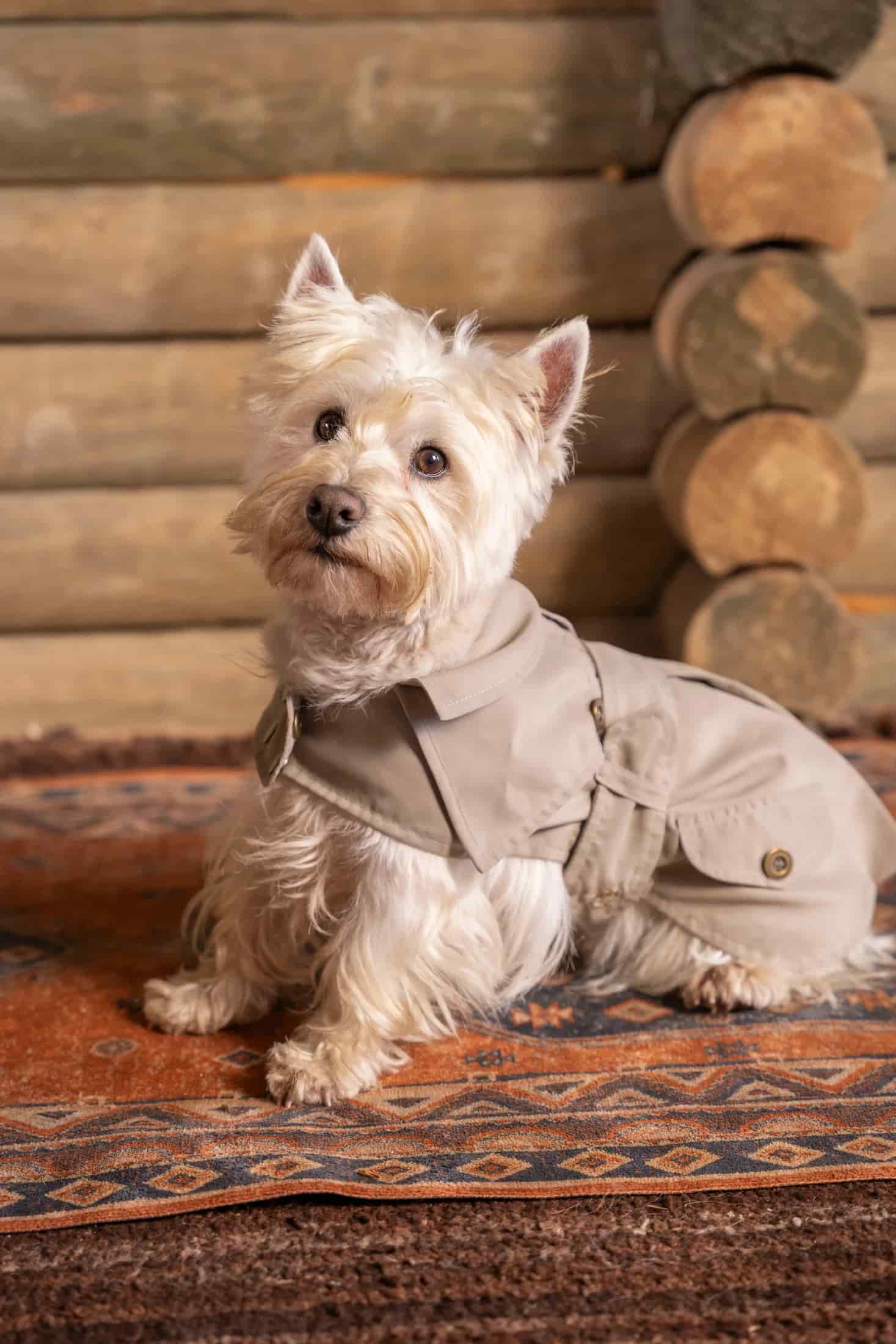 Trench Perro Beige Oscuro - miniatura 3