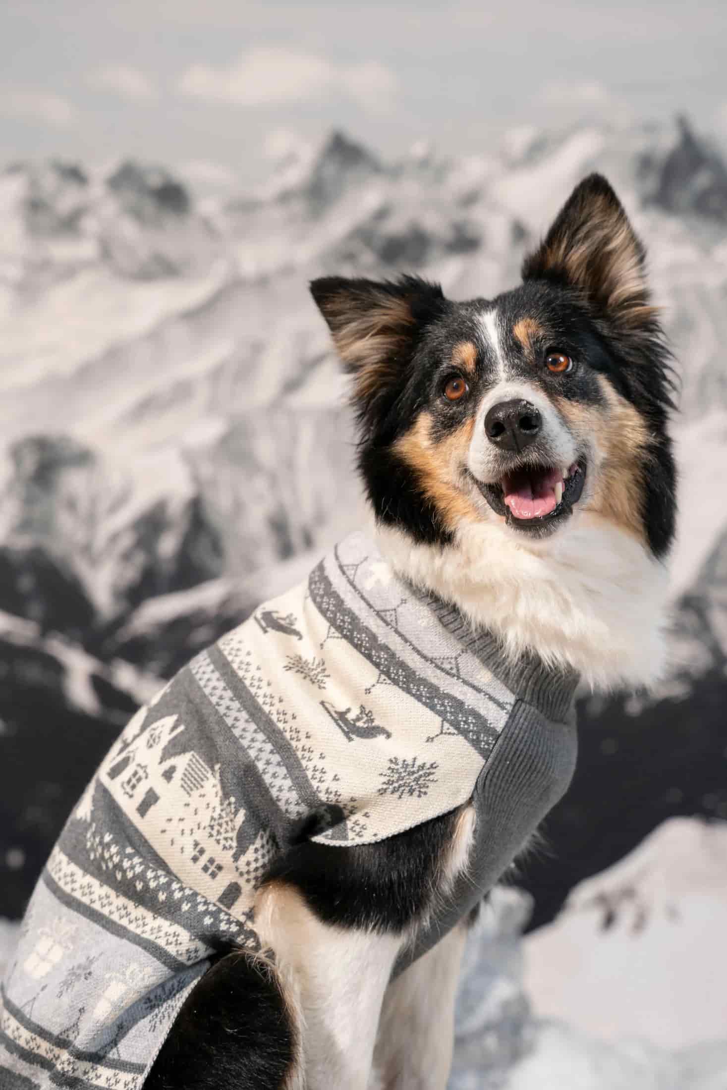 Not So Ugly Sweater Perros Gris - miniatura 1