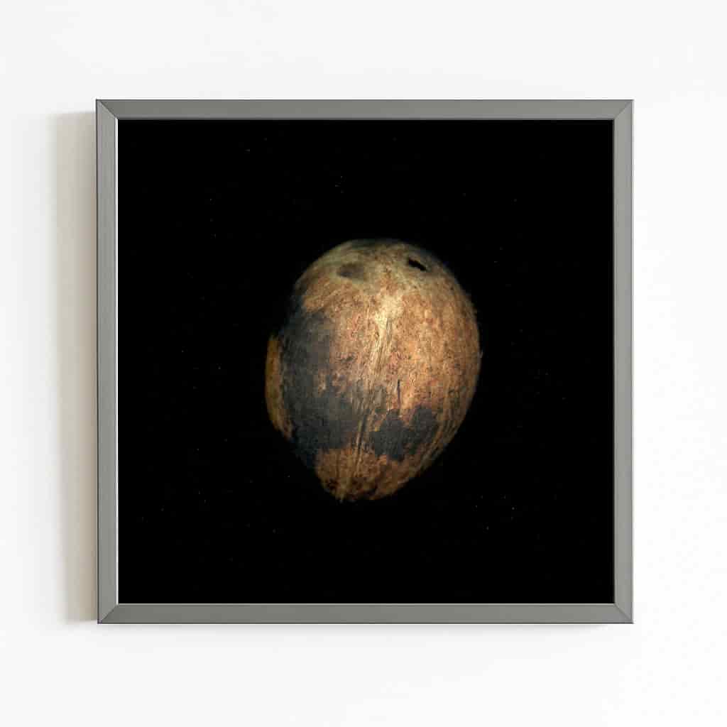 COCONUT SEED - miniatura 1