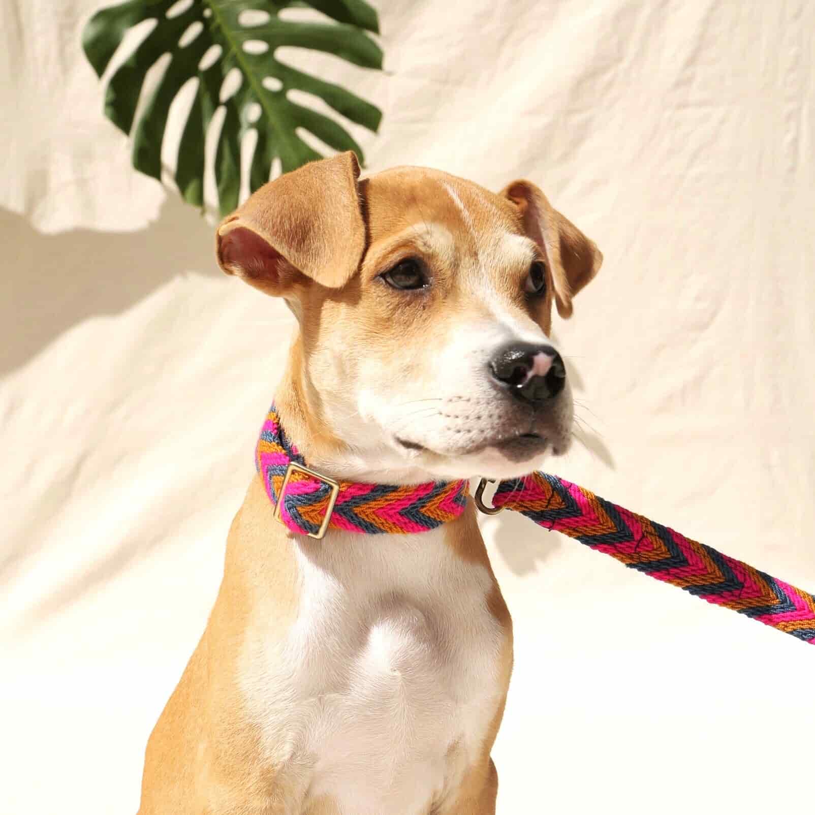 Azul Set - Collar & Leash - miniatura 3