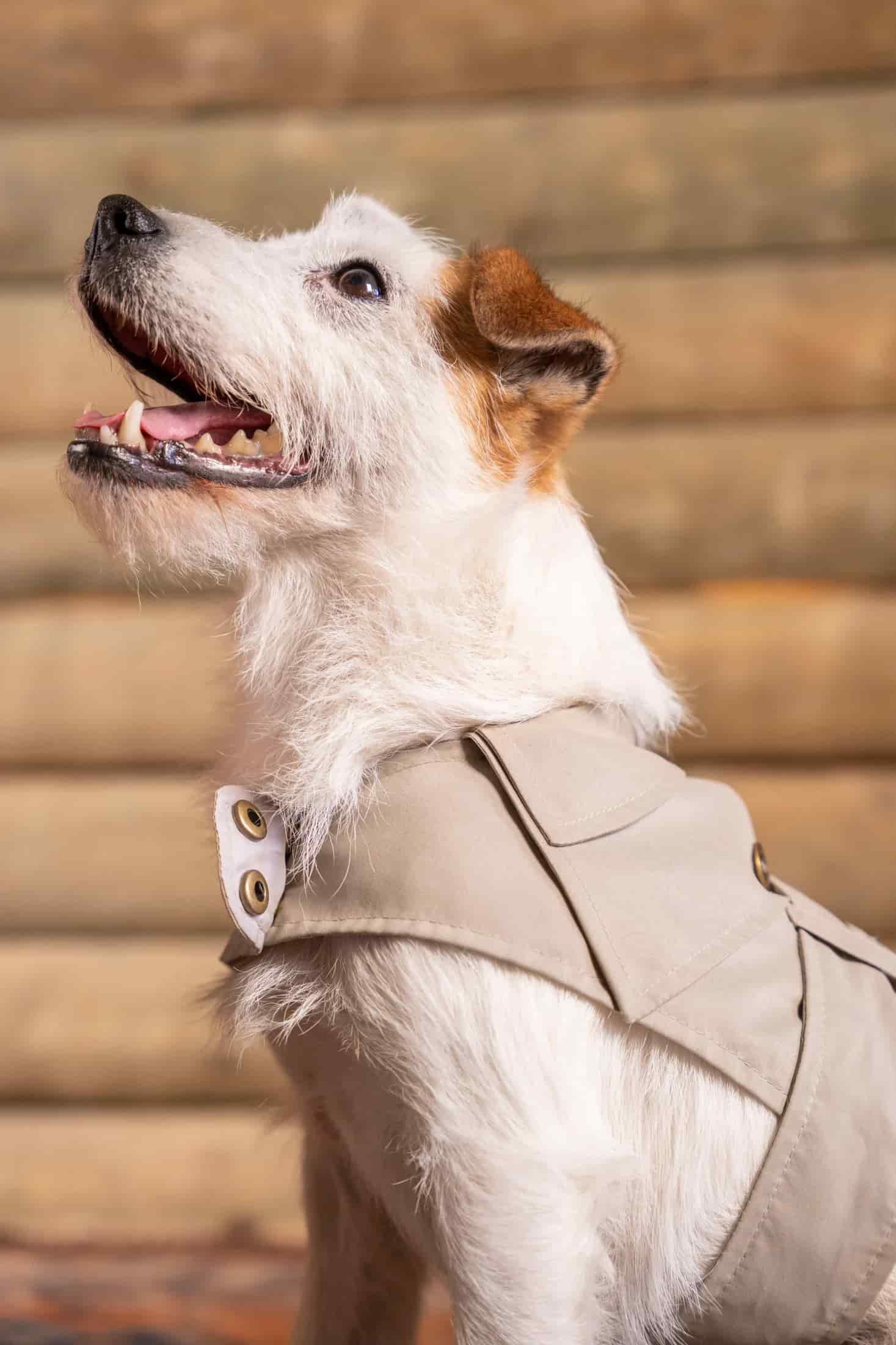 Trench Perro Beige Oscuro - miniatura 12