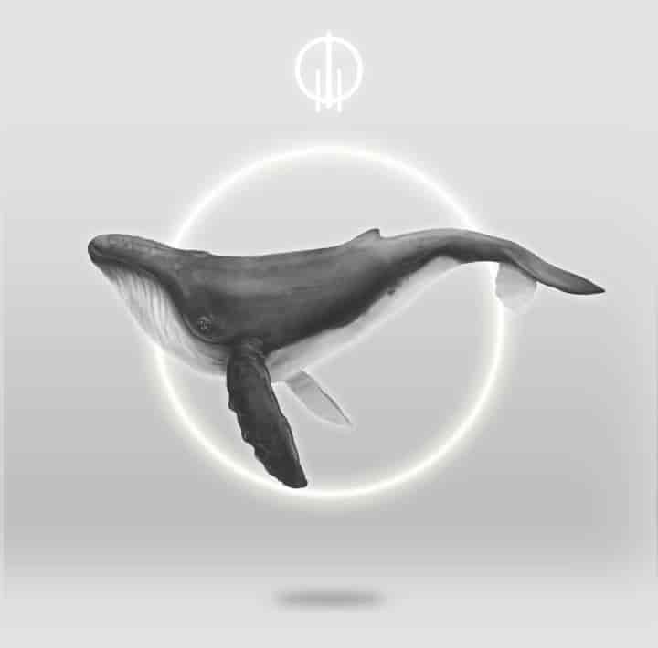Anillo Ballena Jorobada - miniatura 6