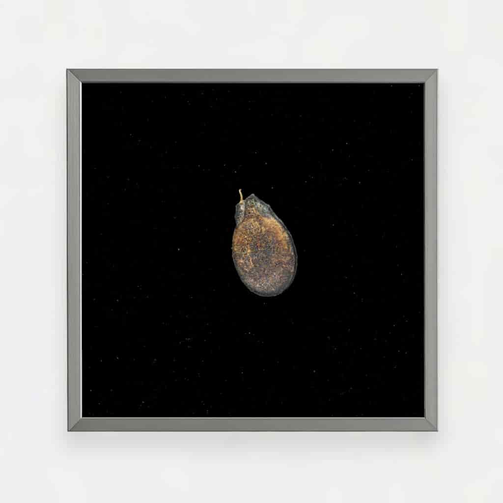 CREOLE WATERMELON SEED - miniatura 1