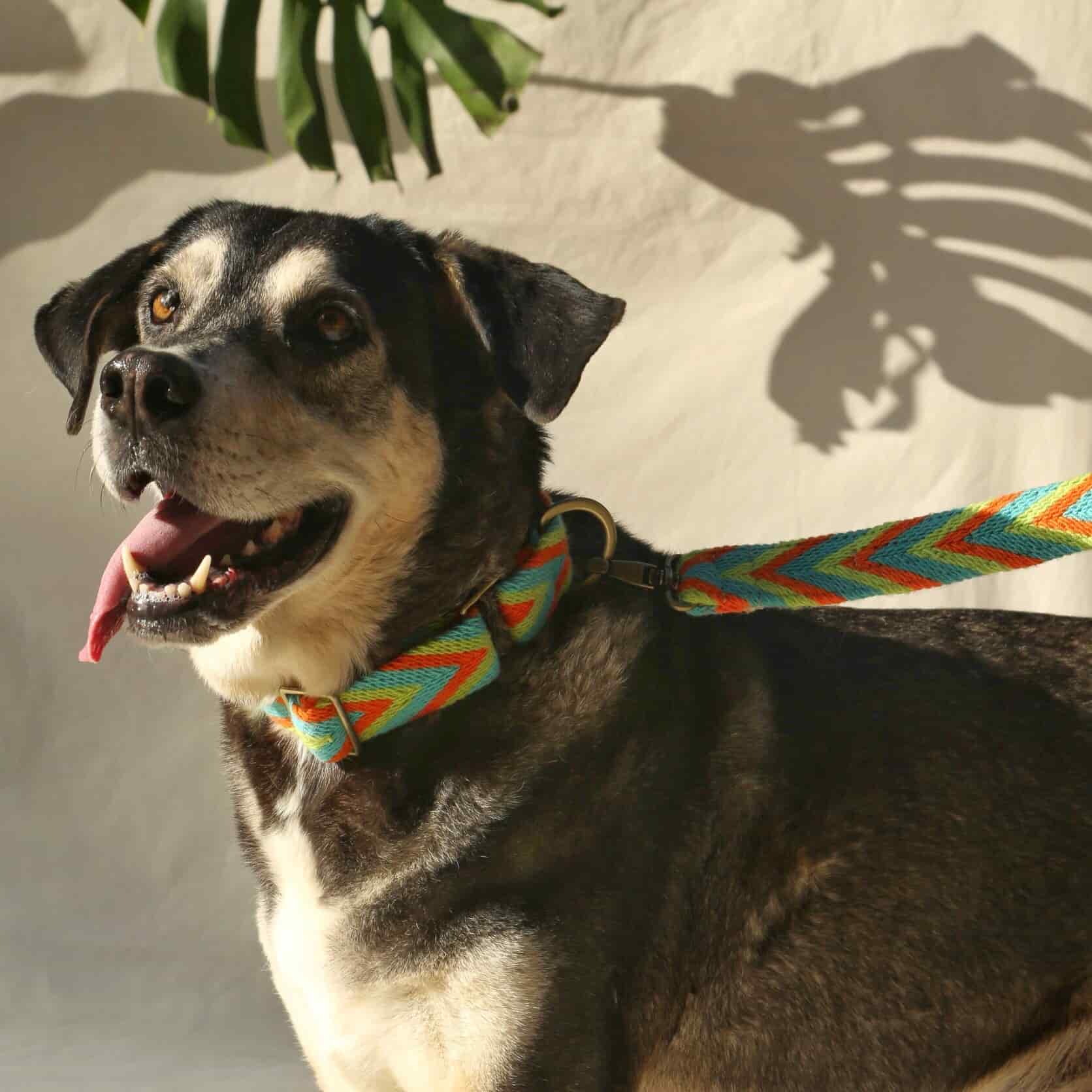 Claro Set - Collar & Leash - miniatura 4