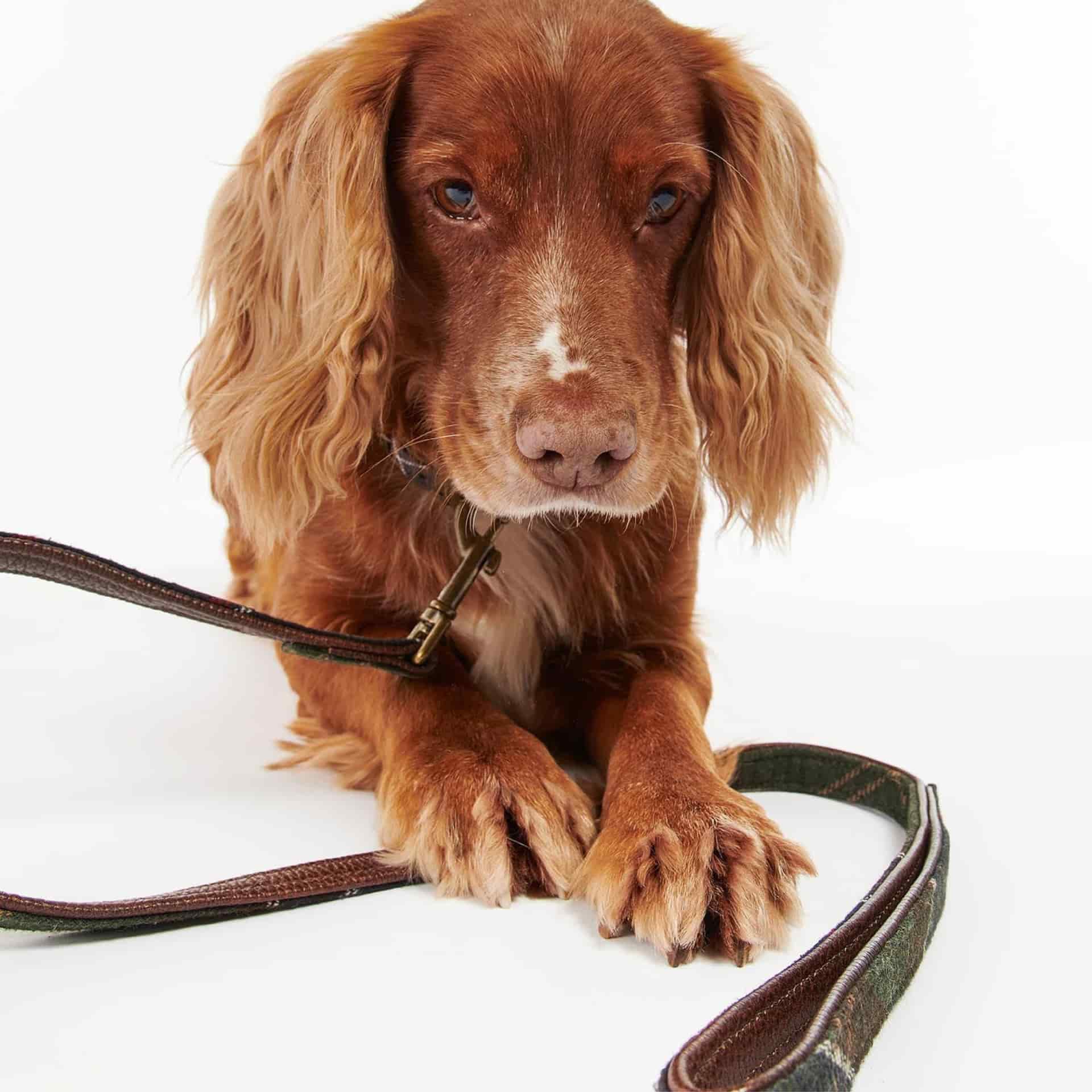 Tartan Dog Lead - miniatura 1