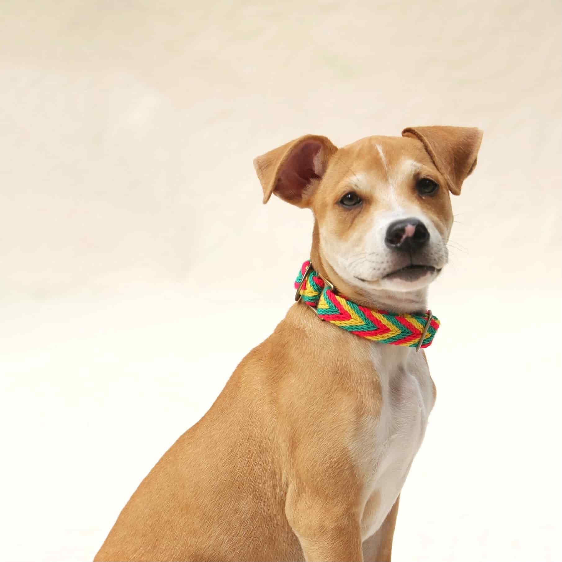 Amarillo Collar - miniatura 1