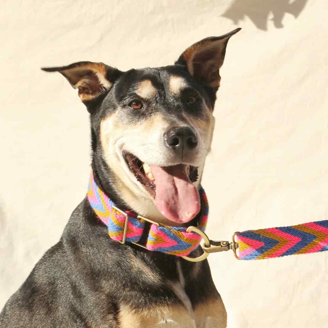 Amarillo Set - Collar & Leash - miniatura 1