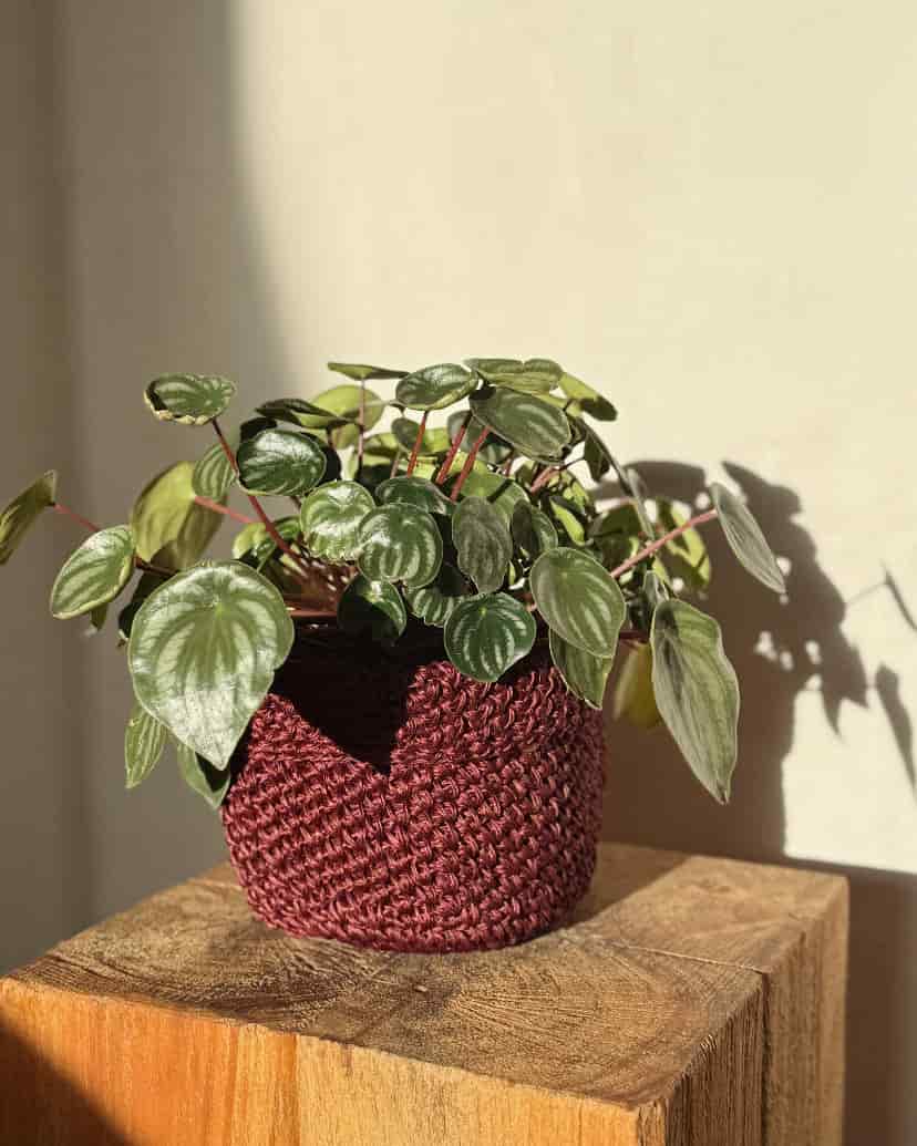 FIQUE MINI BASKET WINE - miniatura 3