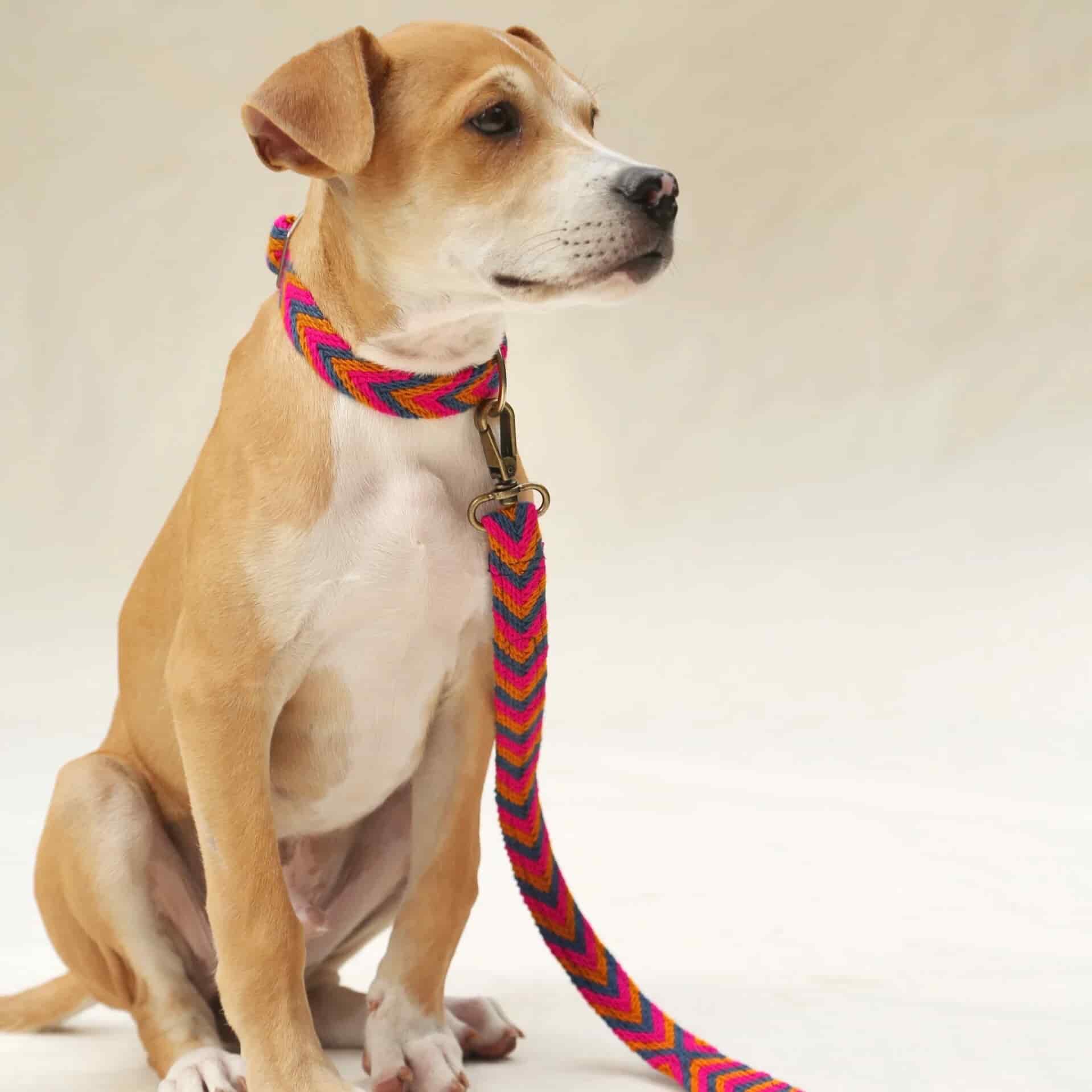 Azul Leash - miniatura 2