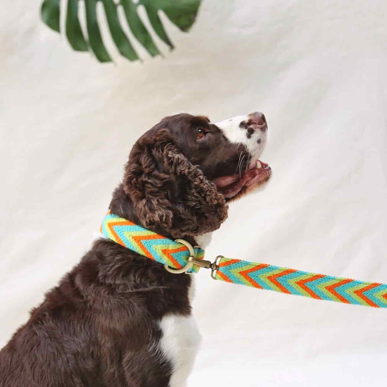 Claro Set - Collar & Leash - miniatura 1