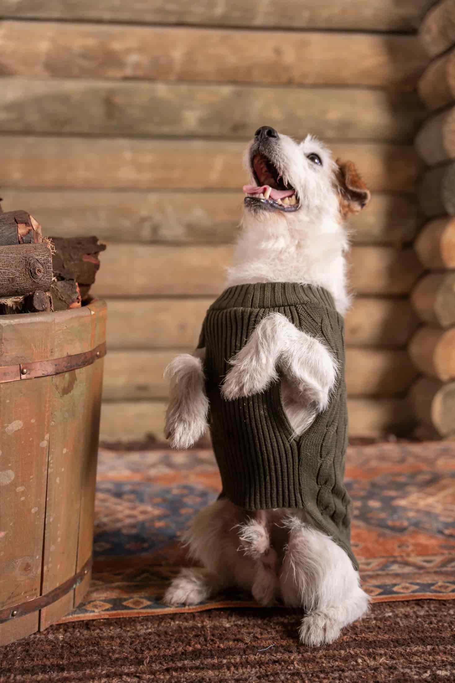 Suéter Perros Verde - miniatura 4