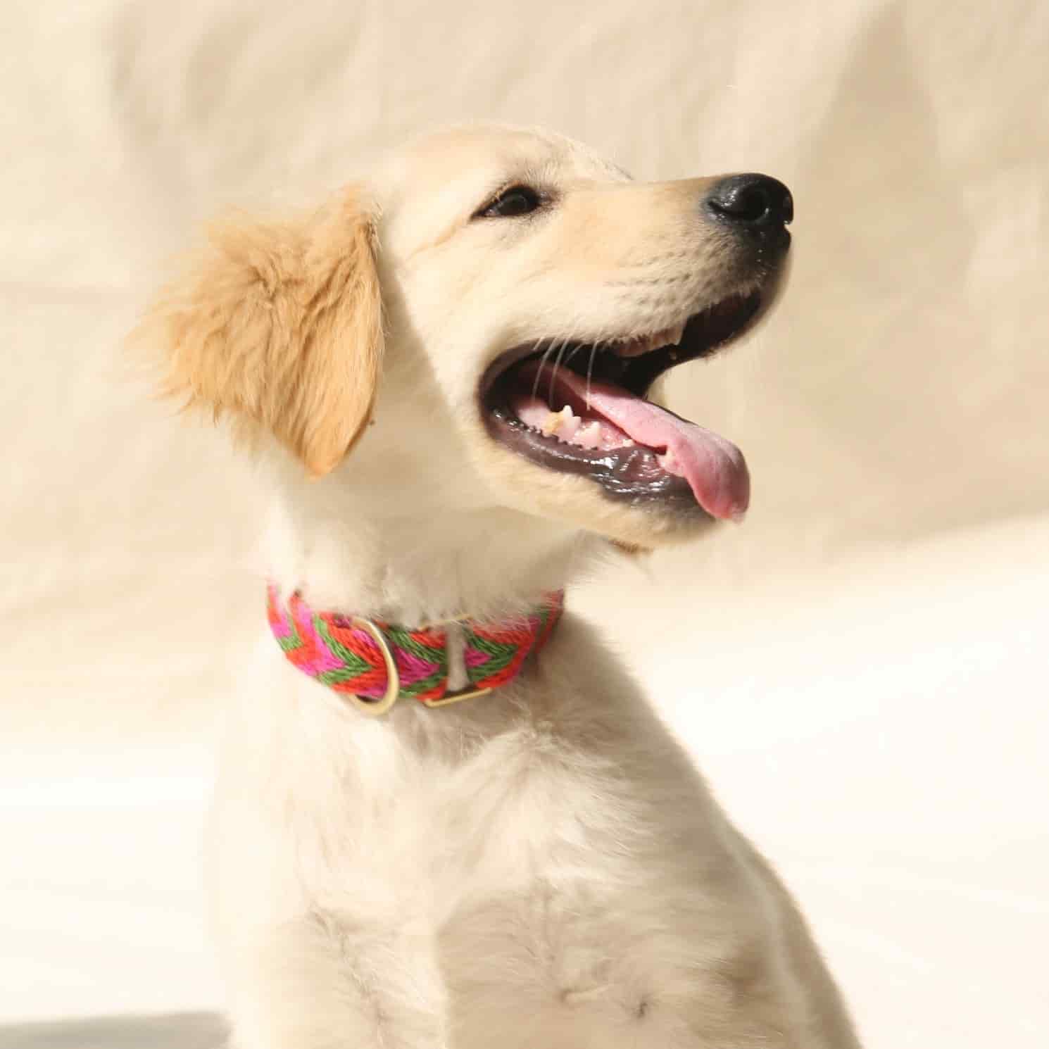 Rojo Collar - miniatura 5