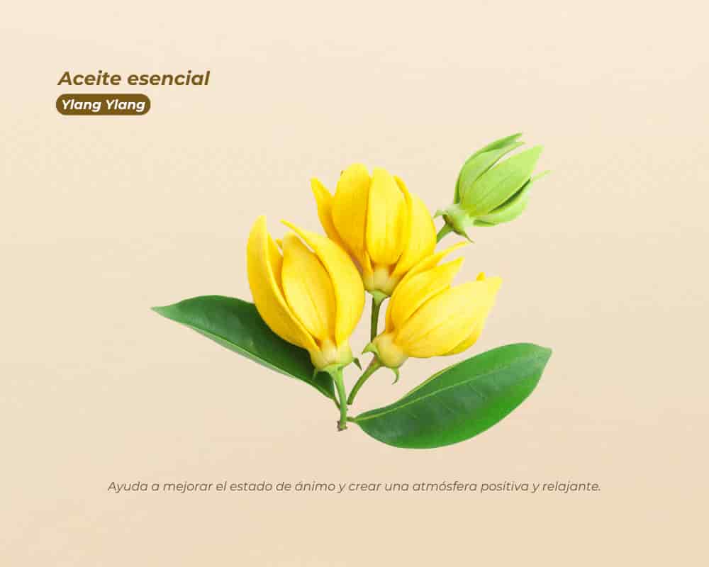Aceites Esenciales 100% Puros para aromaterapia y bienestar - miniatura 13