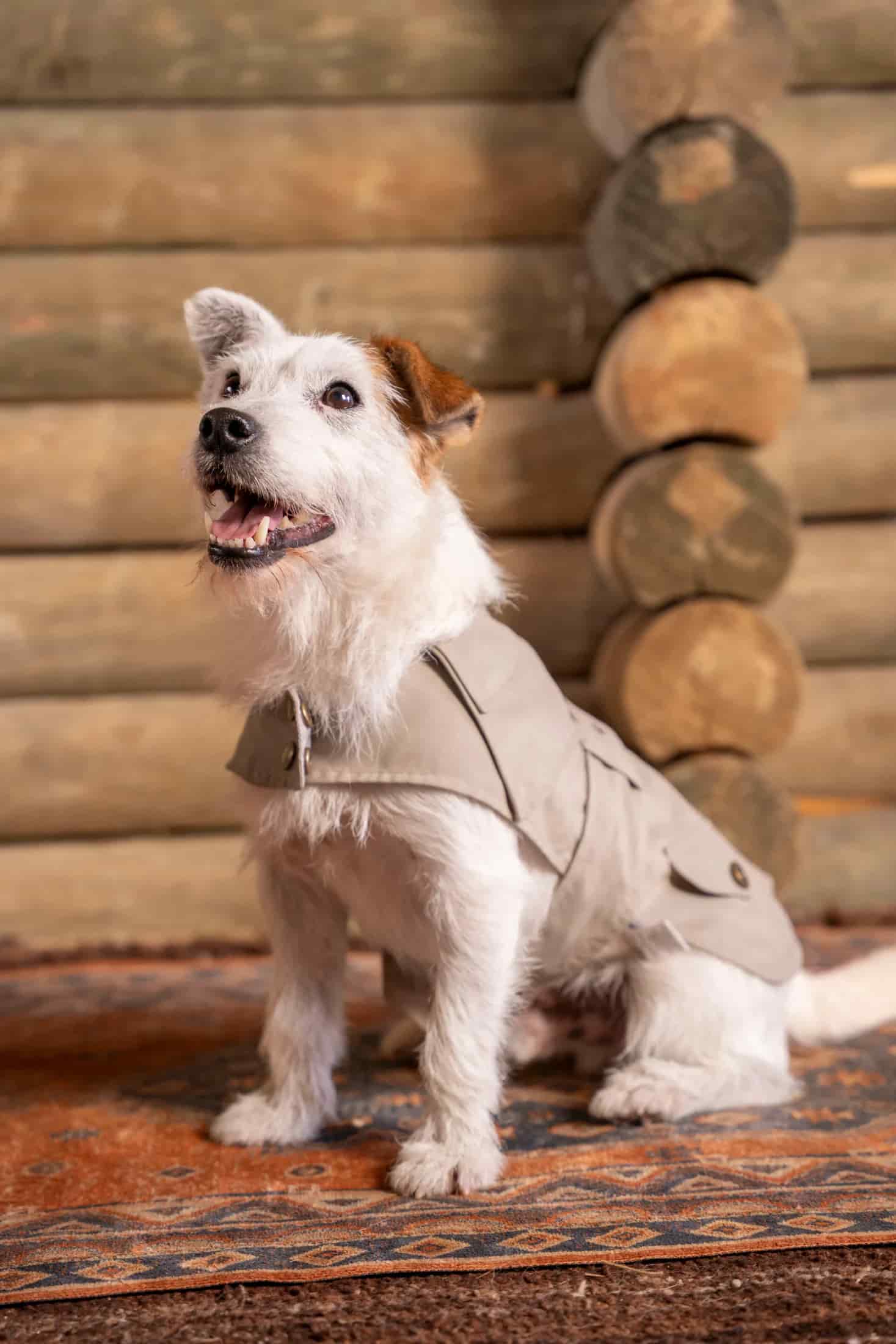 Trench Perro Beige Oscuro - miniatura 11