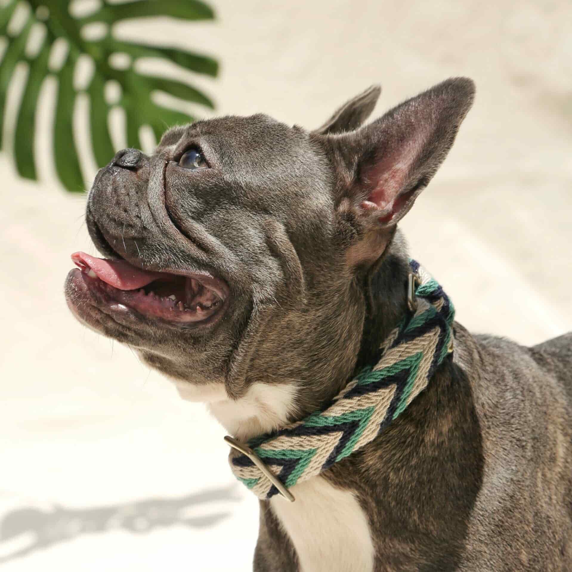 Marino Collar - miniatura 3