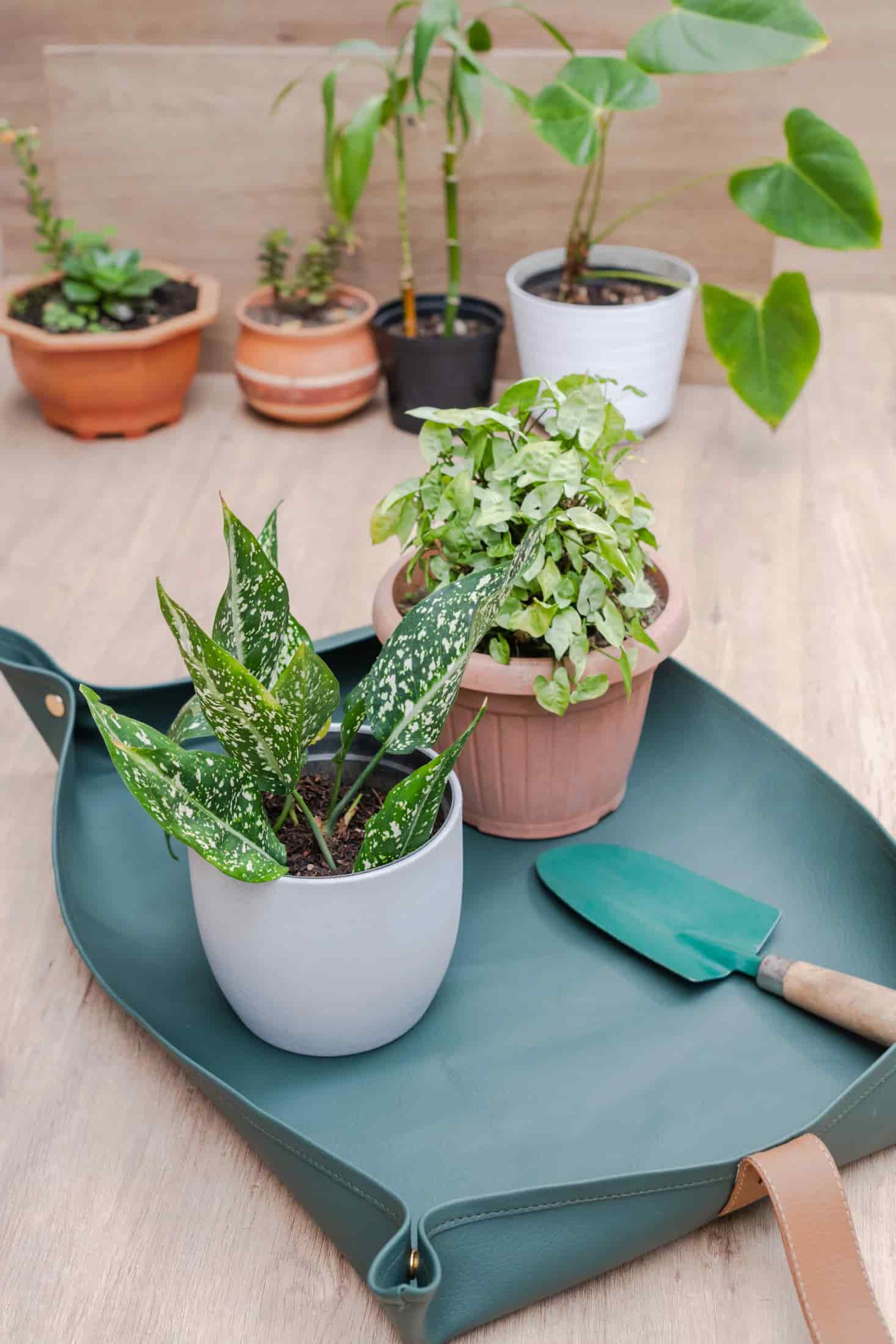 Mat de Jardinería - miniatura 3