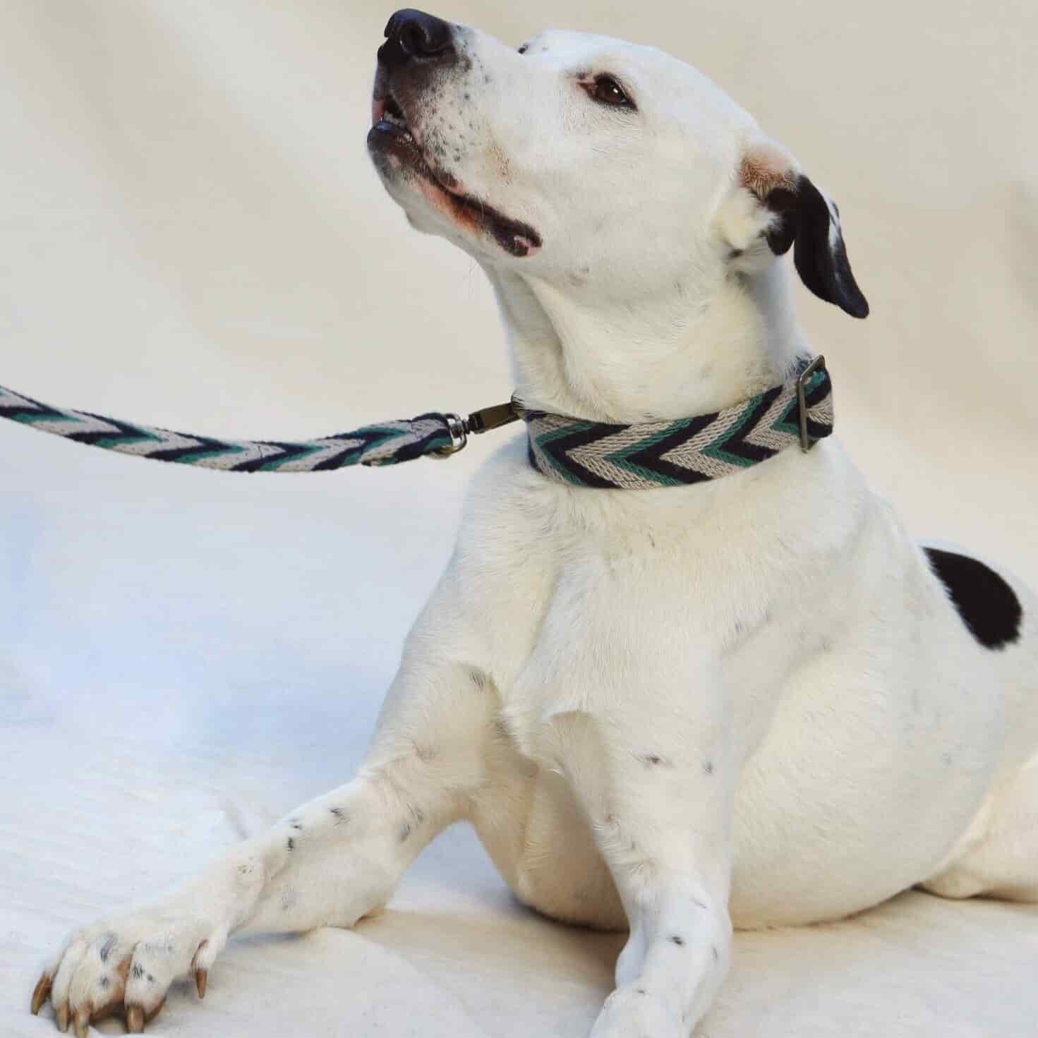 Marino Set - Collar & Leash - miniatura 3