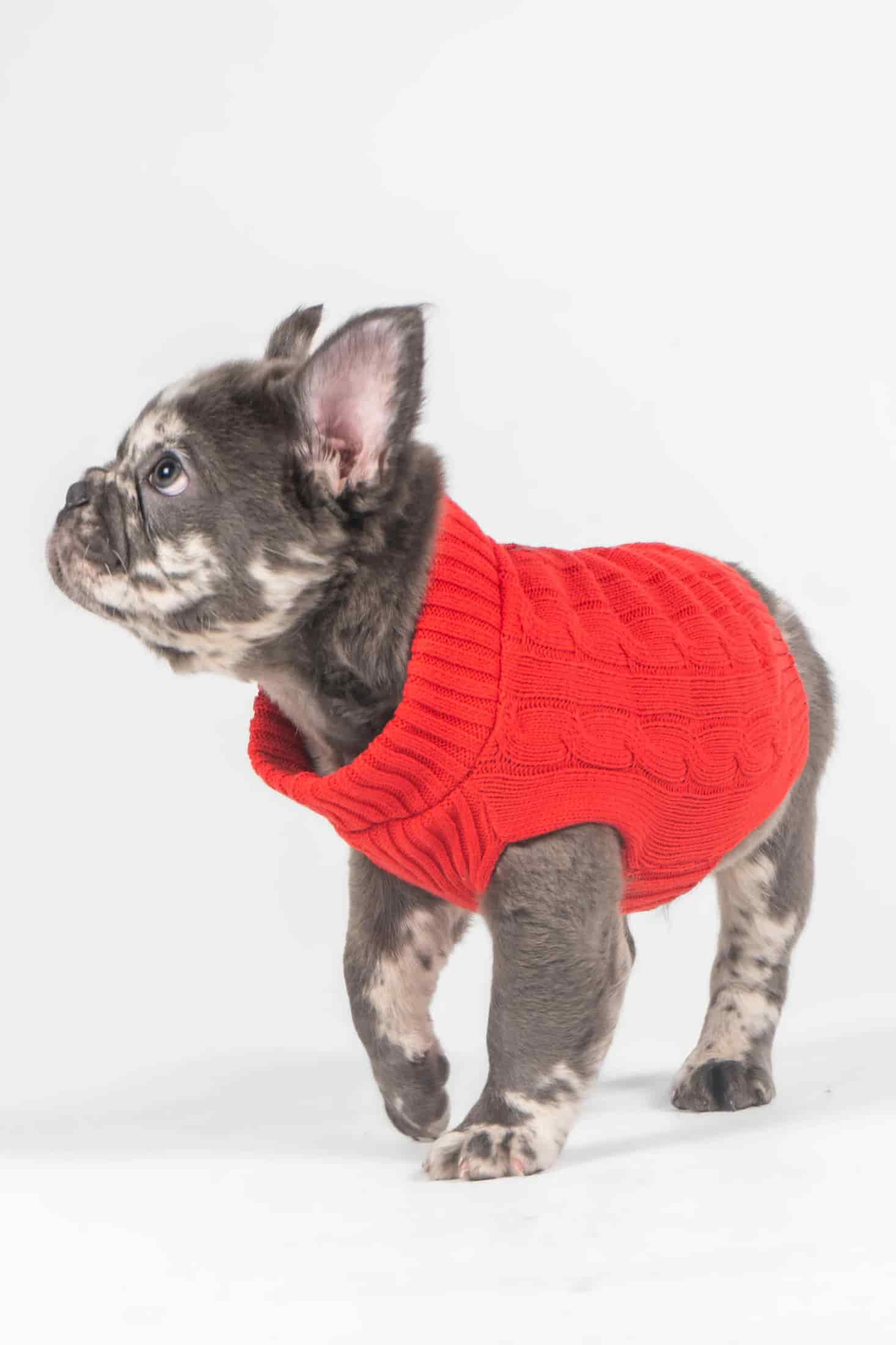 Suéter Perros Rojo - miniatura 4