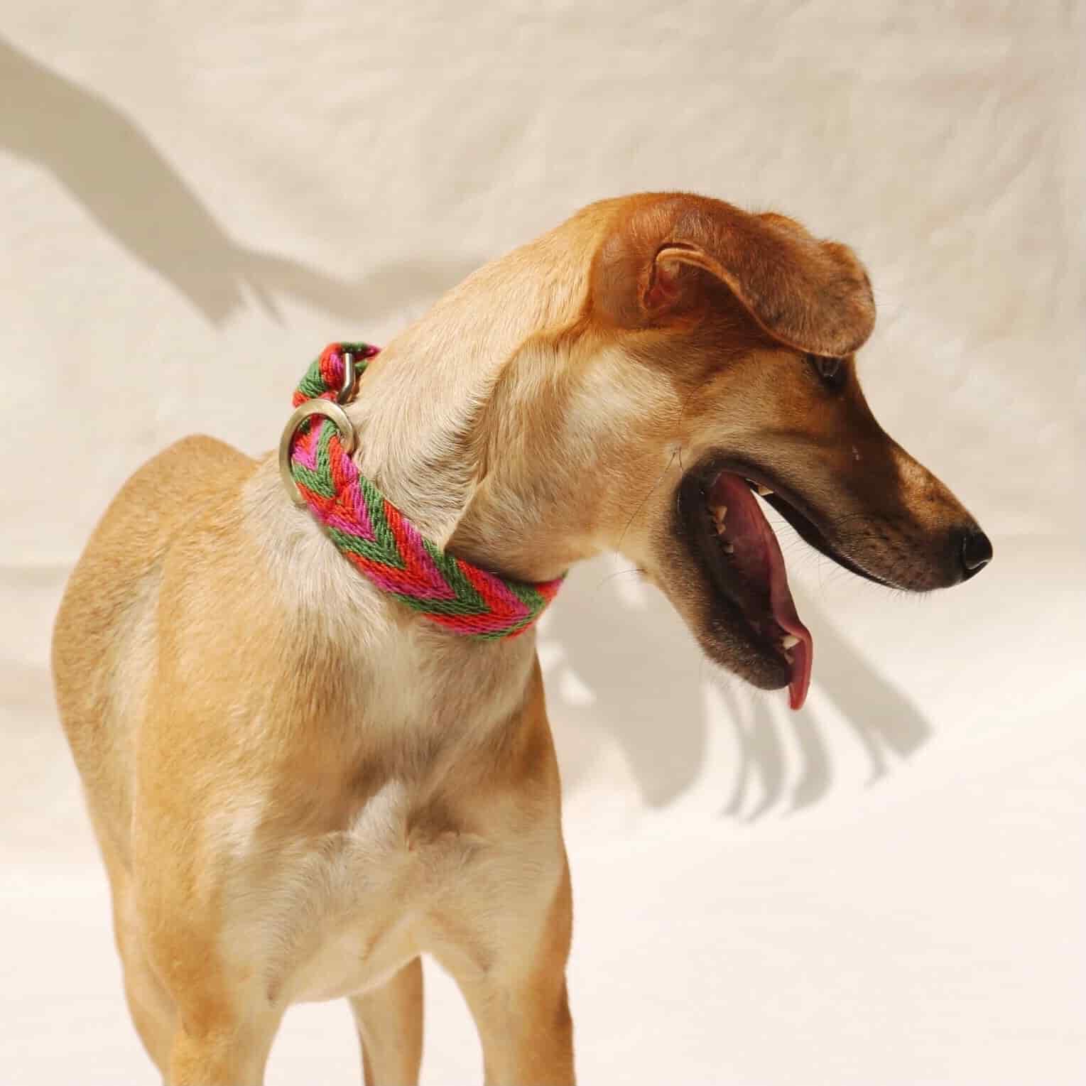 Rojo Collar - miniatura 3