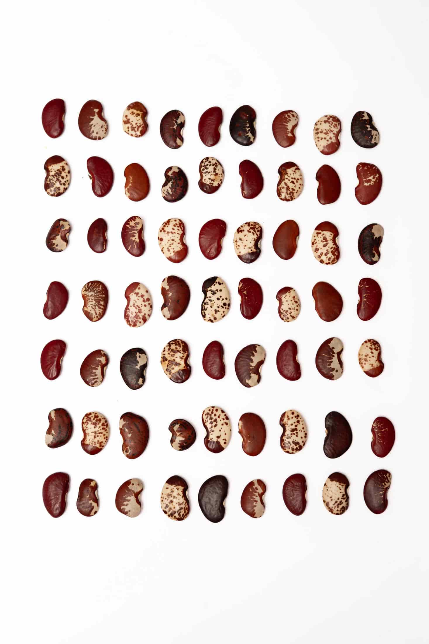 Topo Fríjol Rojo - miniatura 3