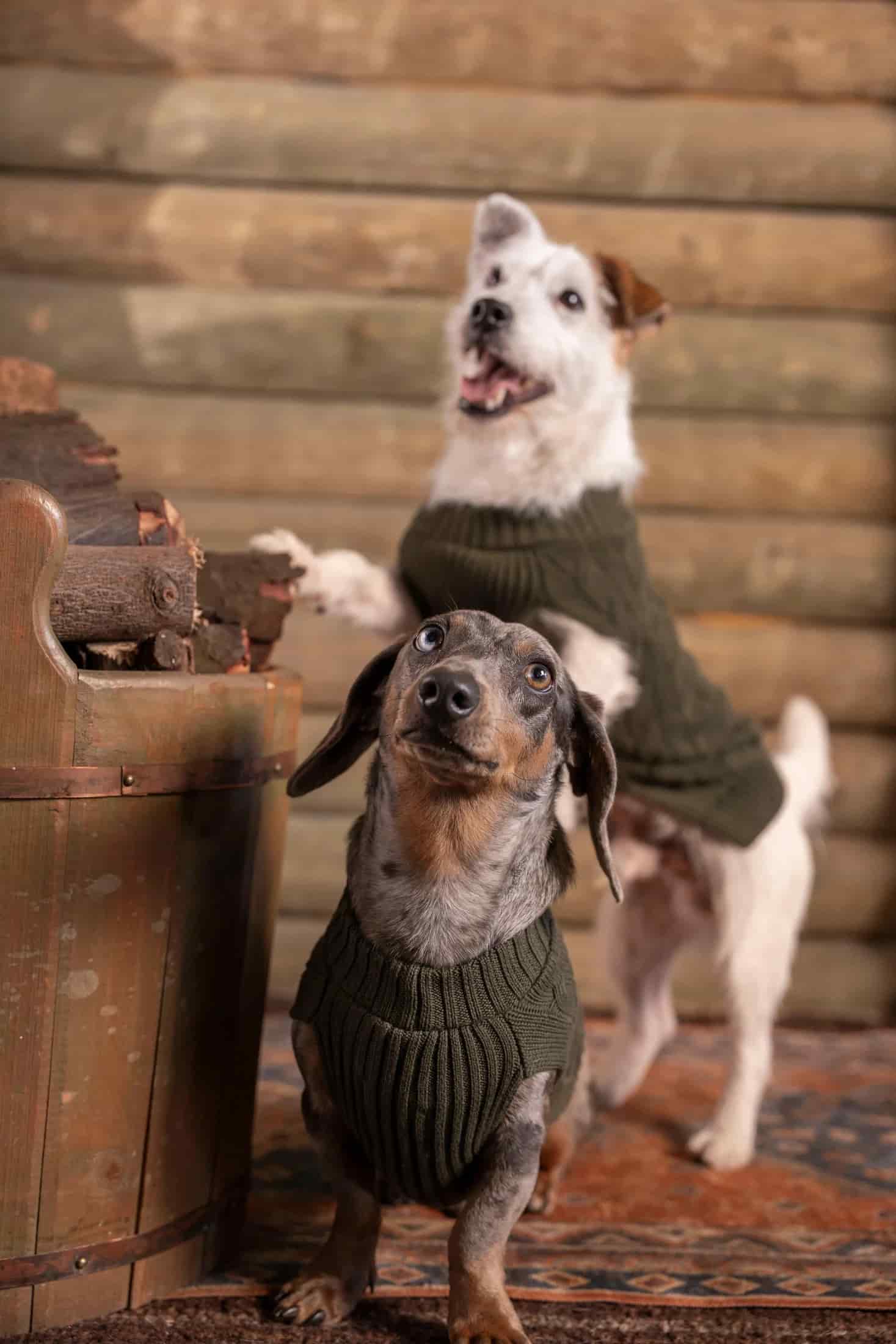 2-Pack Suéteres Perros Verde - miniatura 2