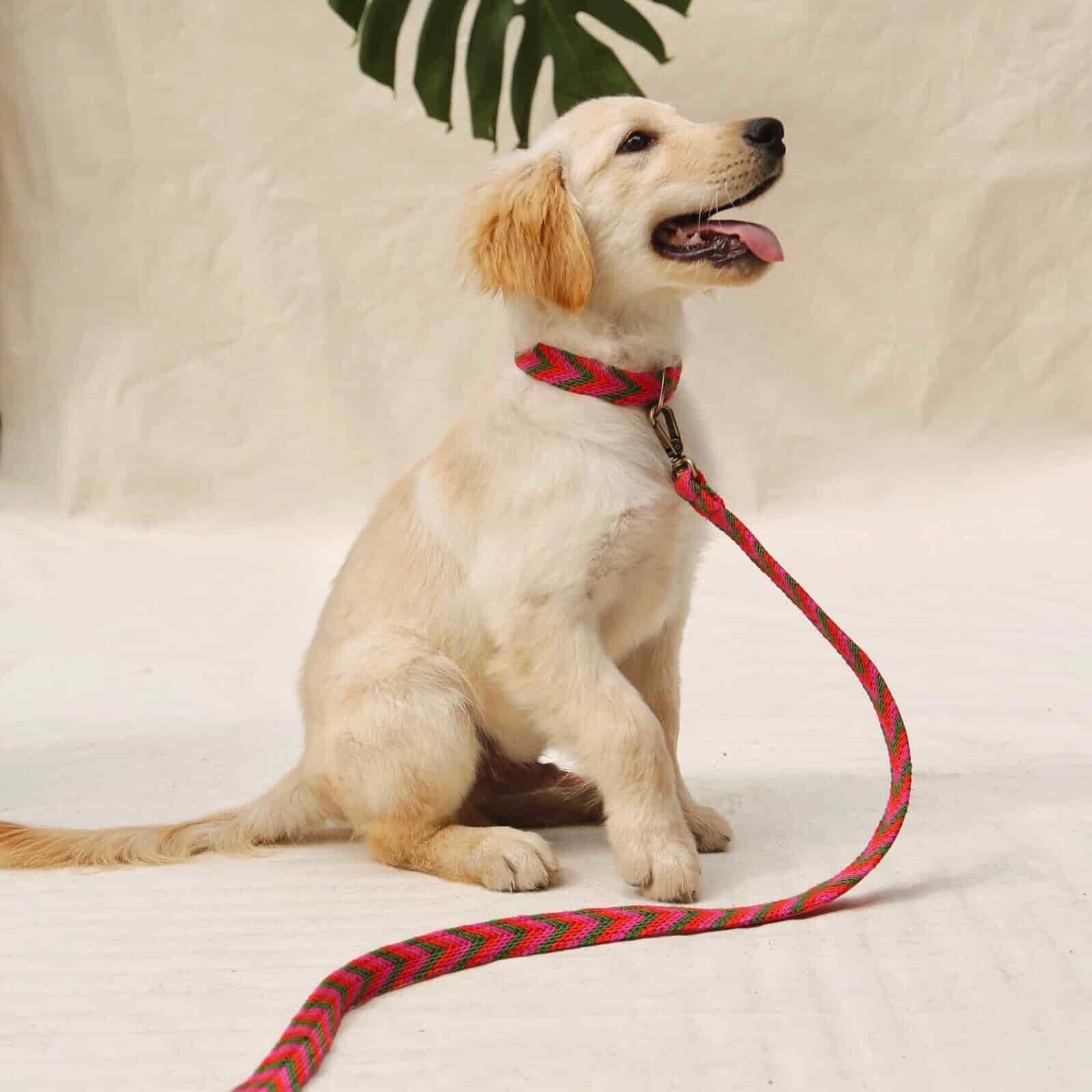 Rojo Set - Collar & Leash - miniatura 1