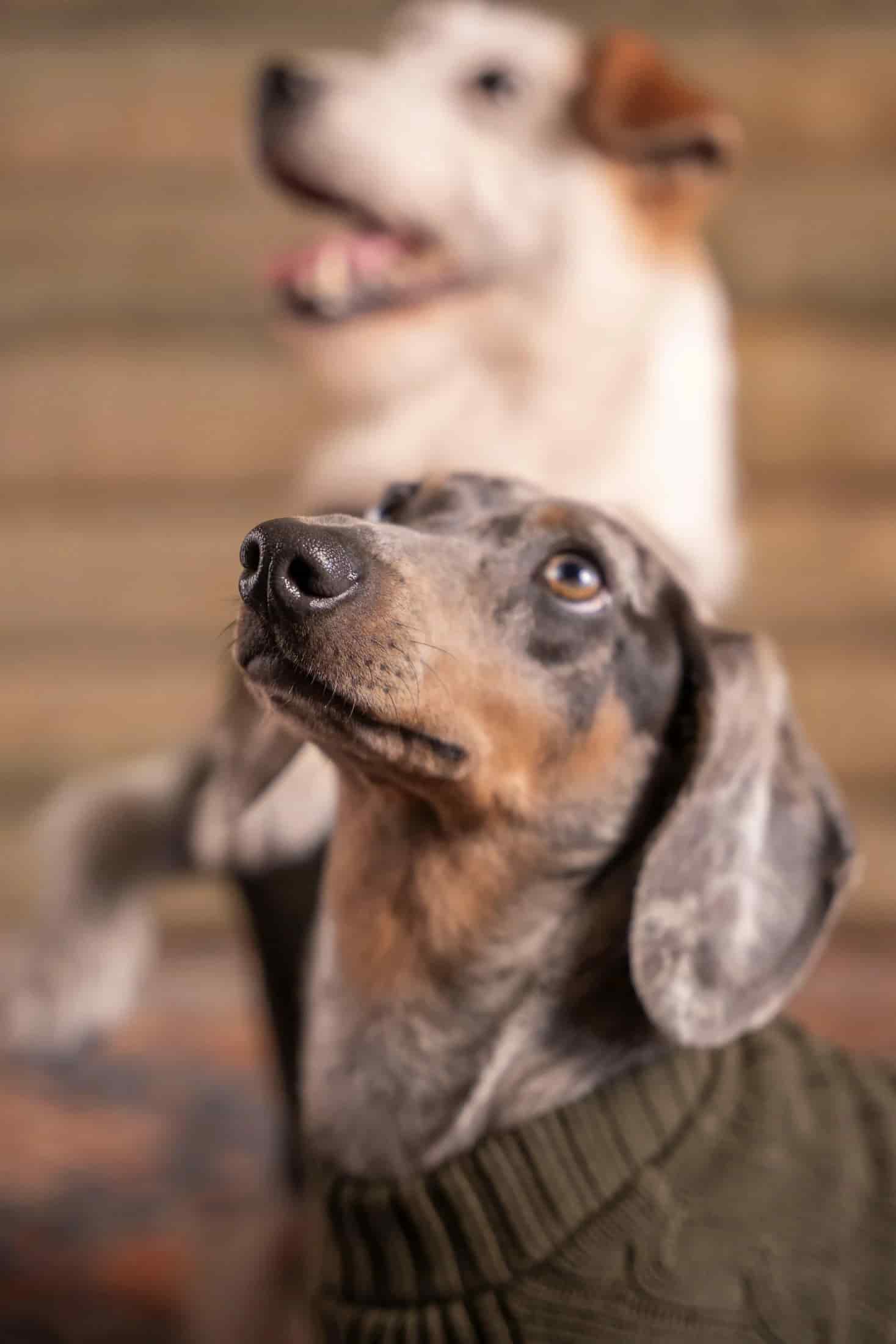 2-Pack Suéteres Perros Verde - miniatura 4