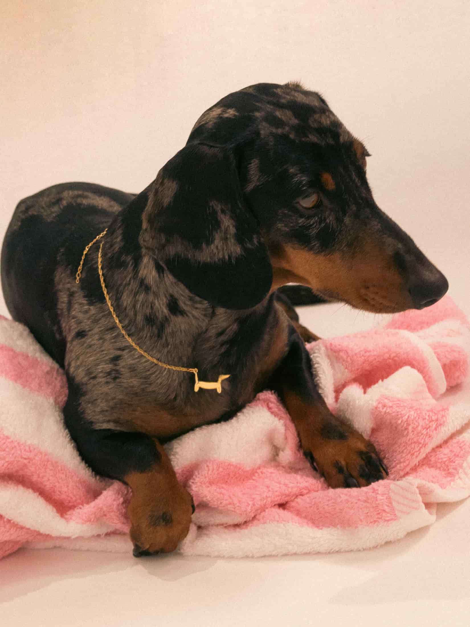 Collar Perro - miniatura 3