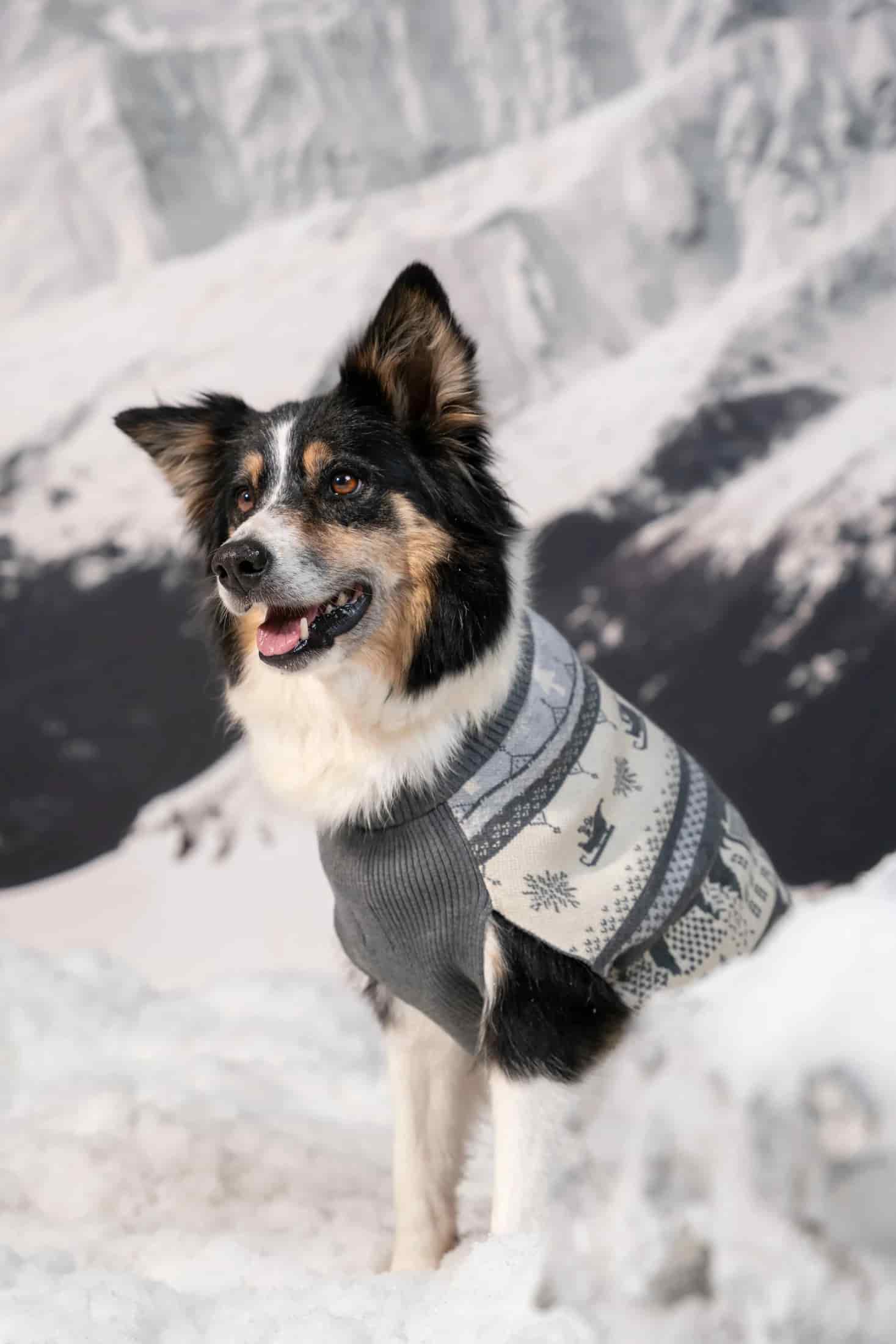 Not So Ugly Sweater Perros Gris - miniatura 4
