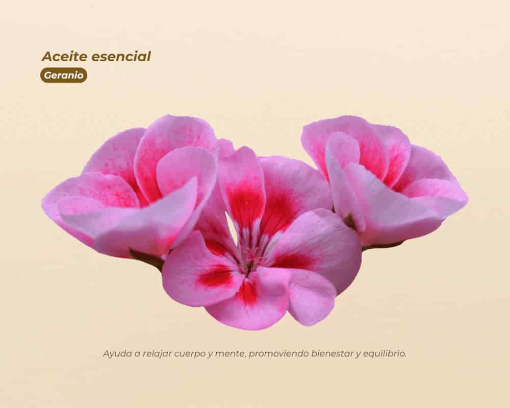 Aceites Esenciales 100% Puros para aromaterapia y bienestar - miniatura 14