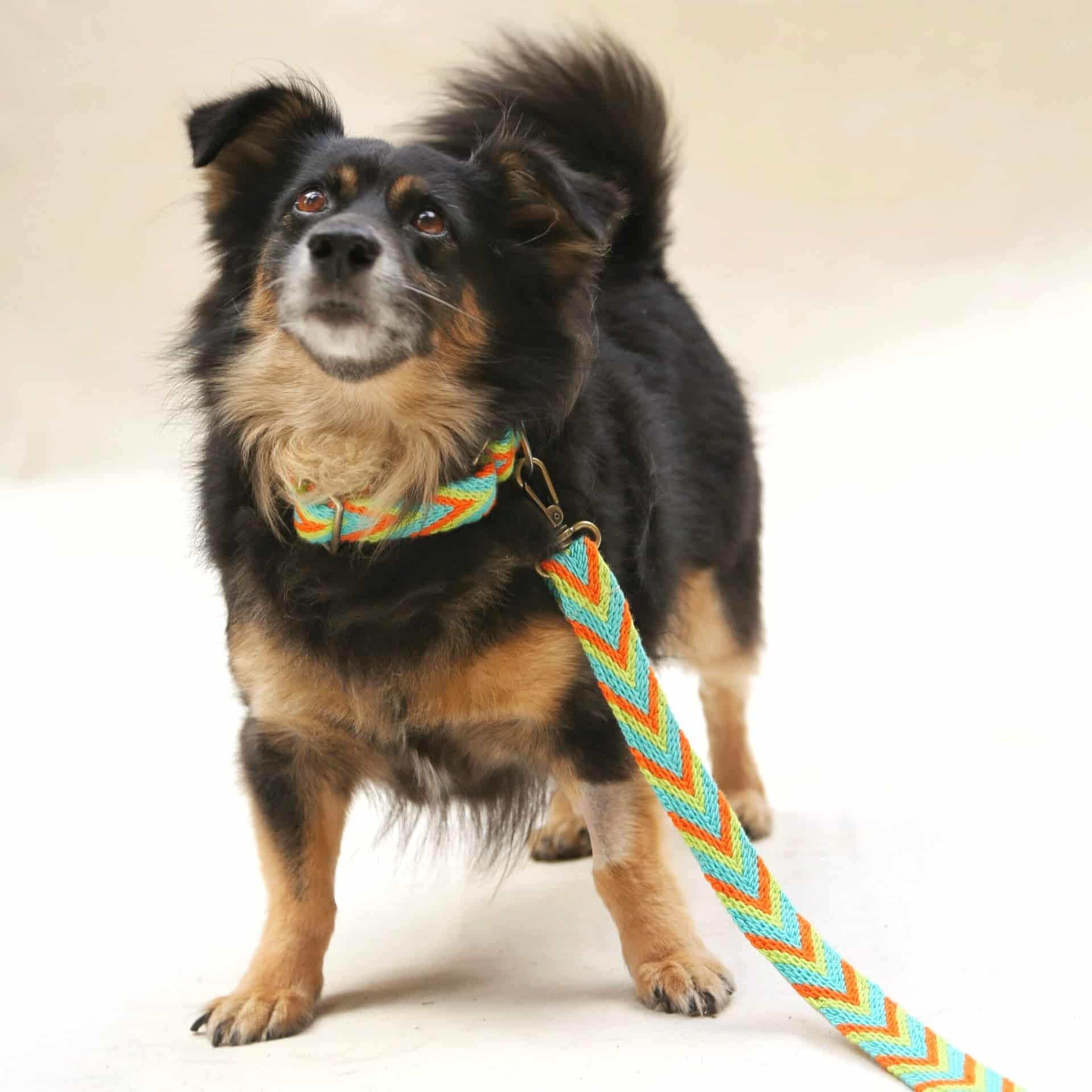 Claro Set - Collar & Leash - miniatura 3