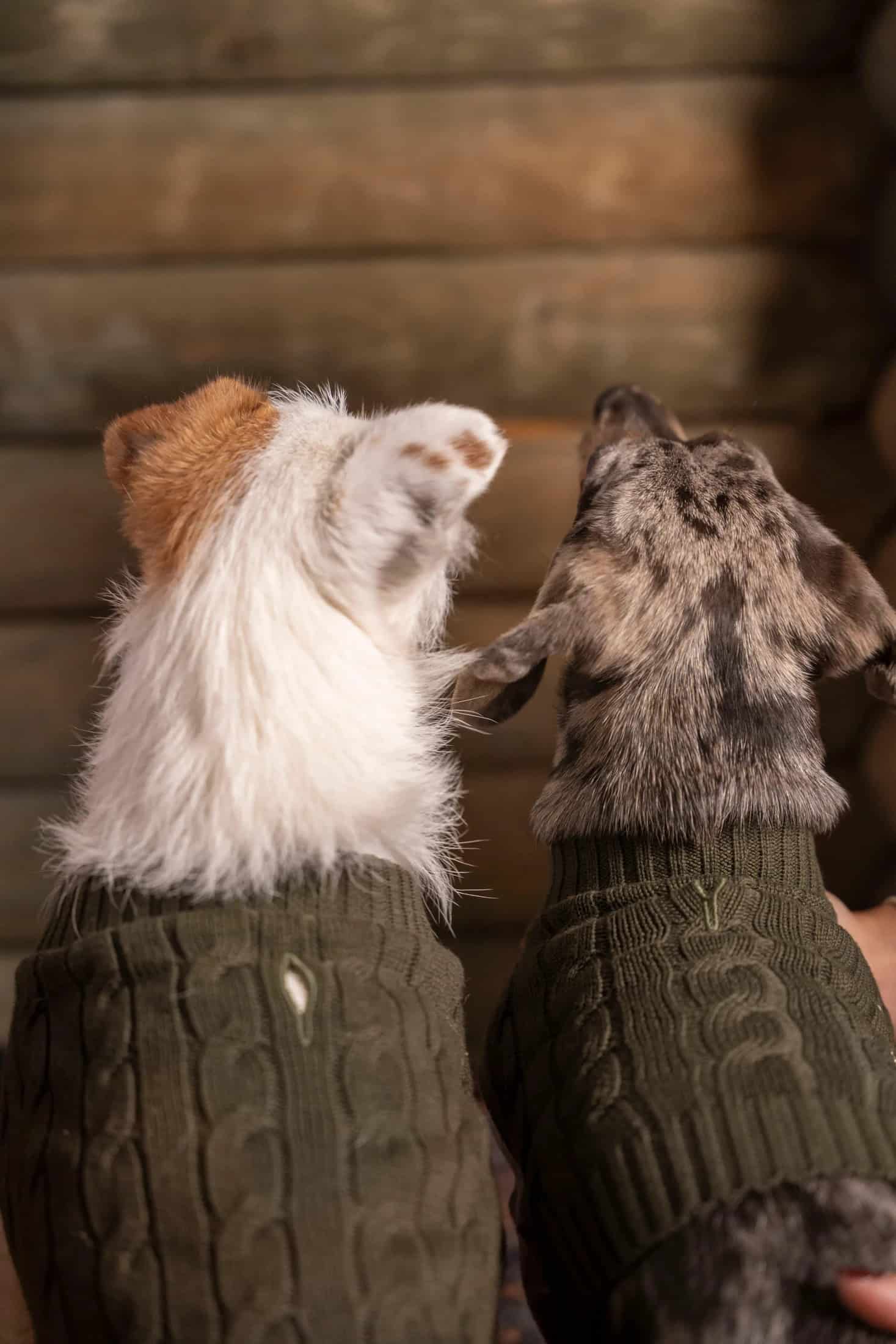 2-Pack Suéteres Perros Verde - miniatura 3
