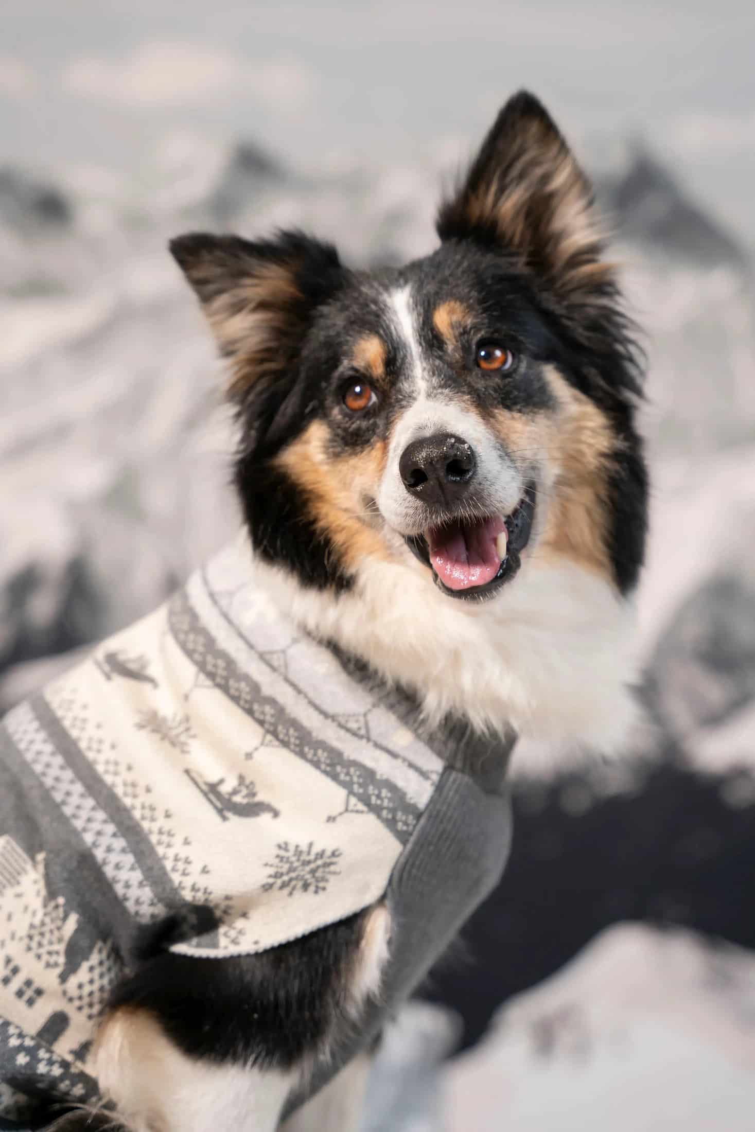 Not So Ugly Sweater Perros Gris - miniatura 3