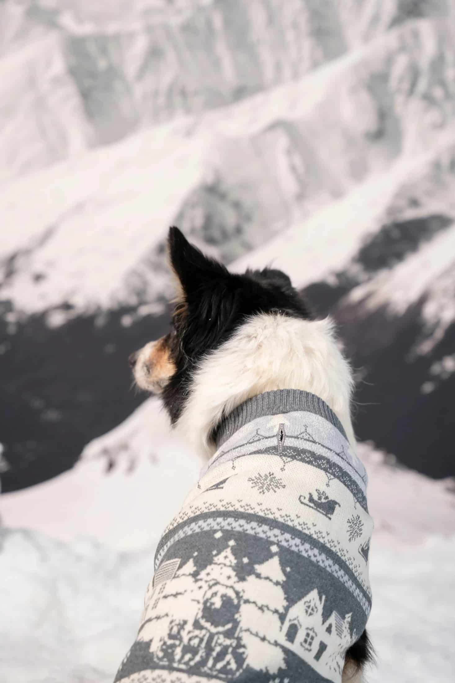 Not So Ugly Sweater Perros Gris - miniatura 2