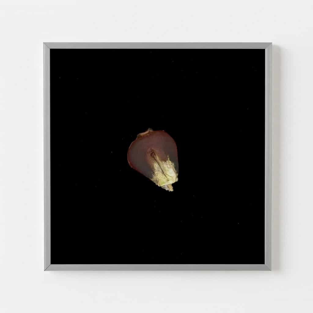 CORN SEED - miniatura 1
