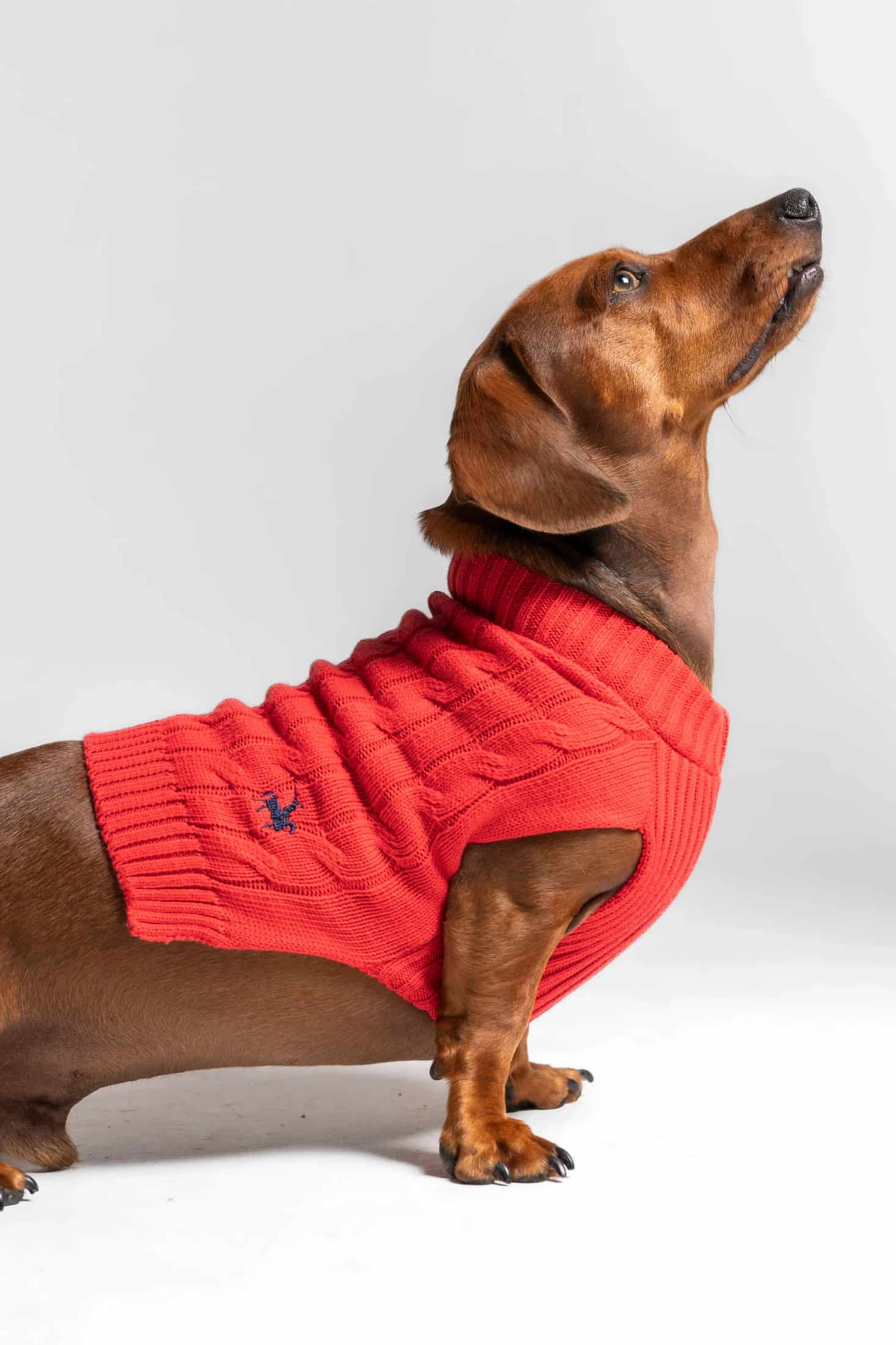 Suéter Perros Rojo - miniatura 19
