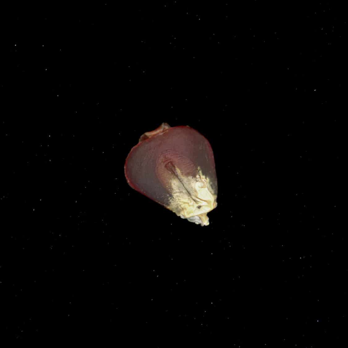 CORN SEED - miniatura 2