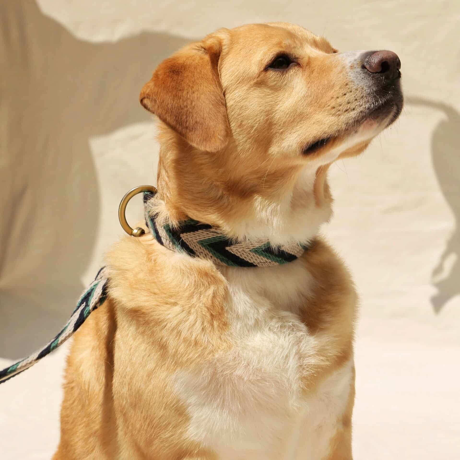 Marino Set - Collar & Leash - miniatura 7