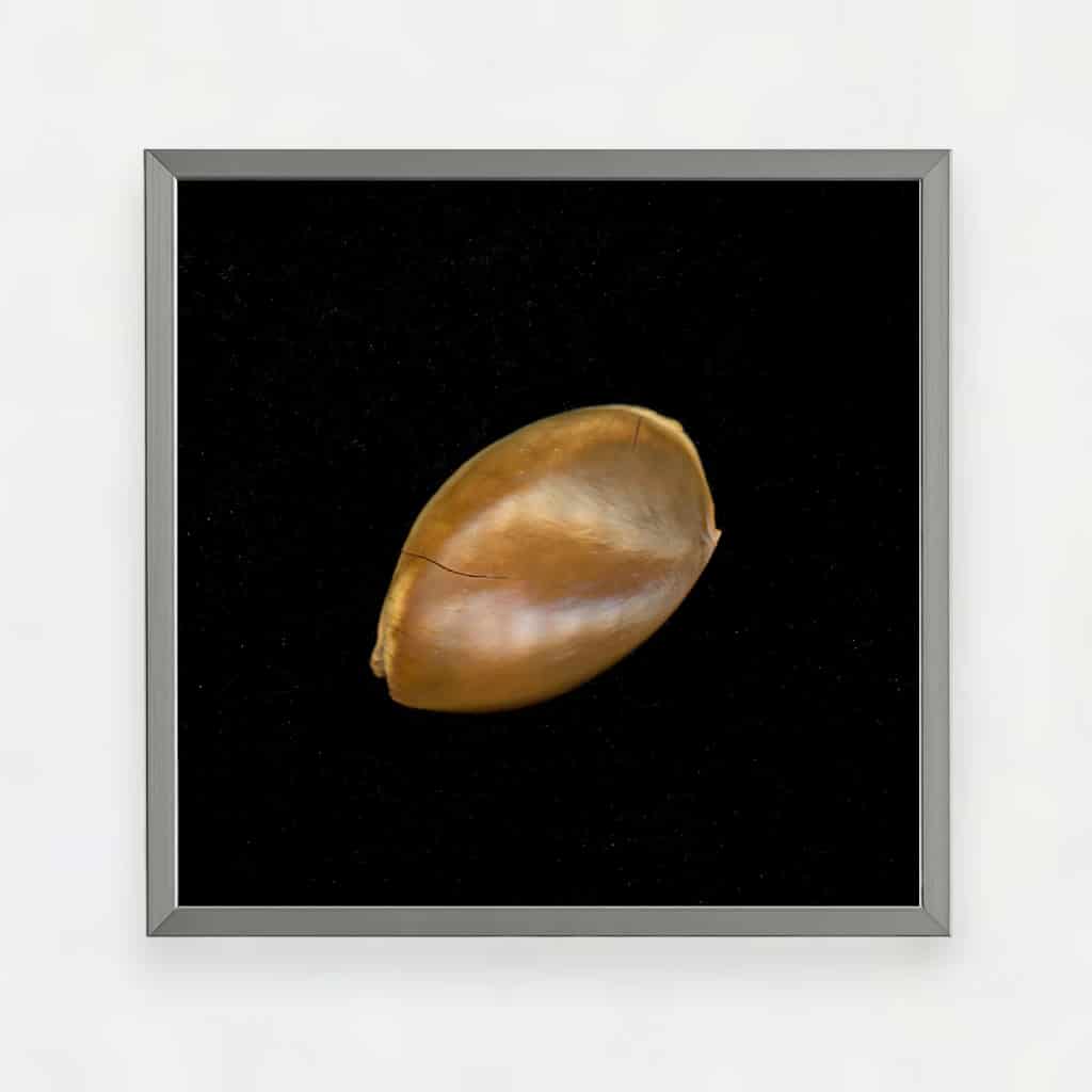 SAPOTE SEED - miniatura 1