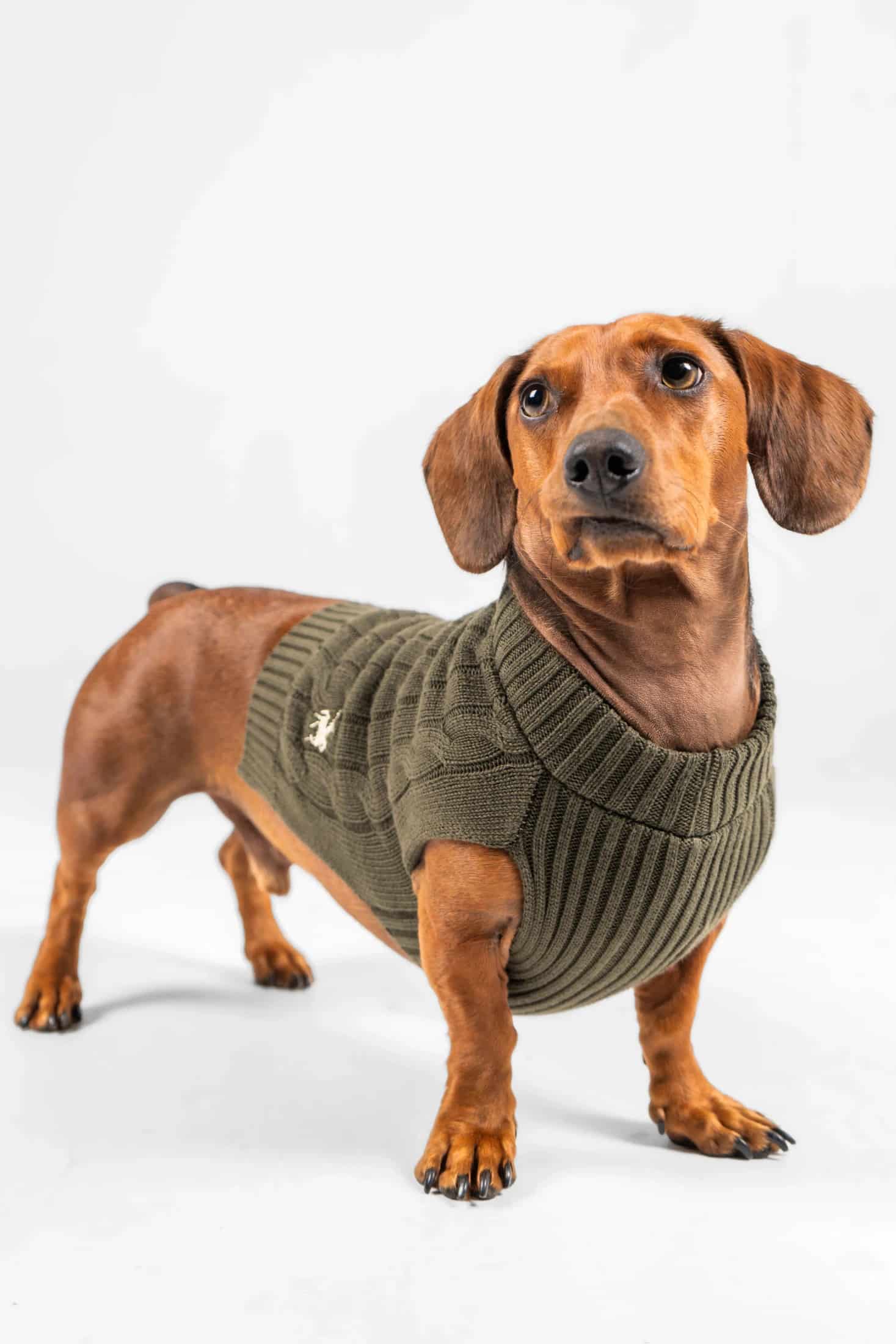 Suéter Perros Verde - miniatura 5
