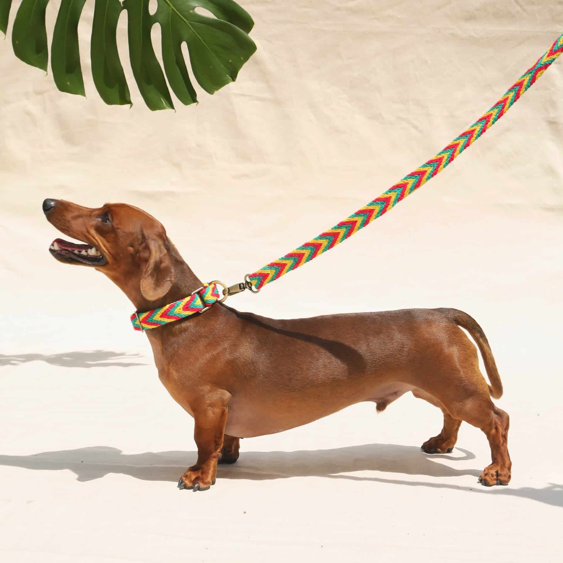 Amarillo Set - Collar & Leash - miniatura 2